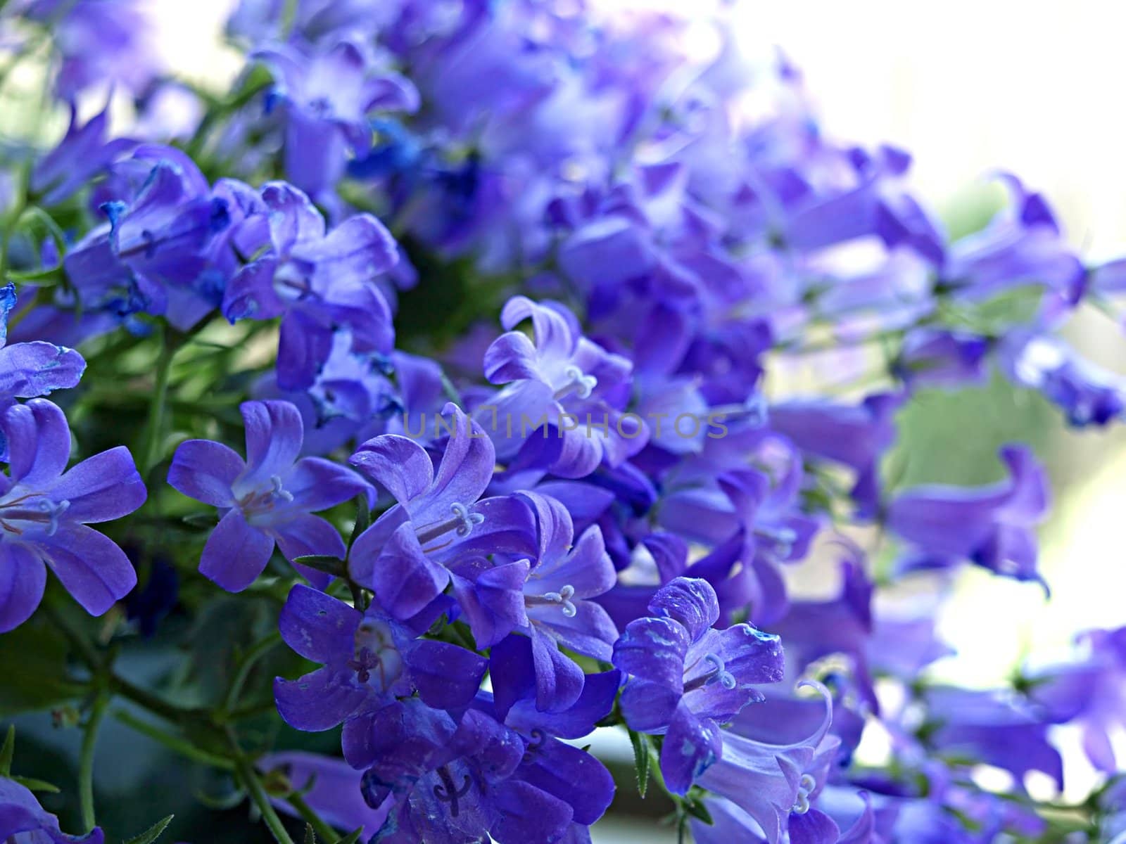 Beautiful Bluebells Flowers Campanula Closeup     