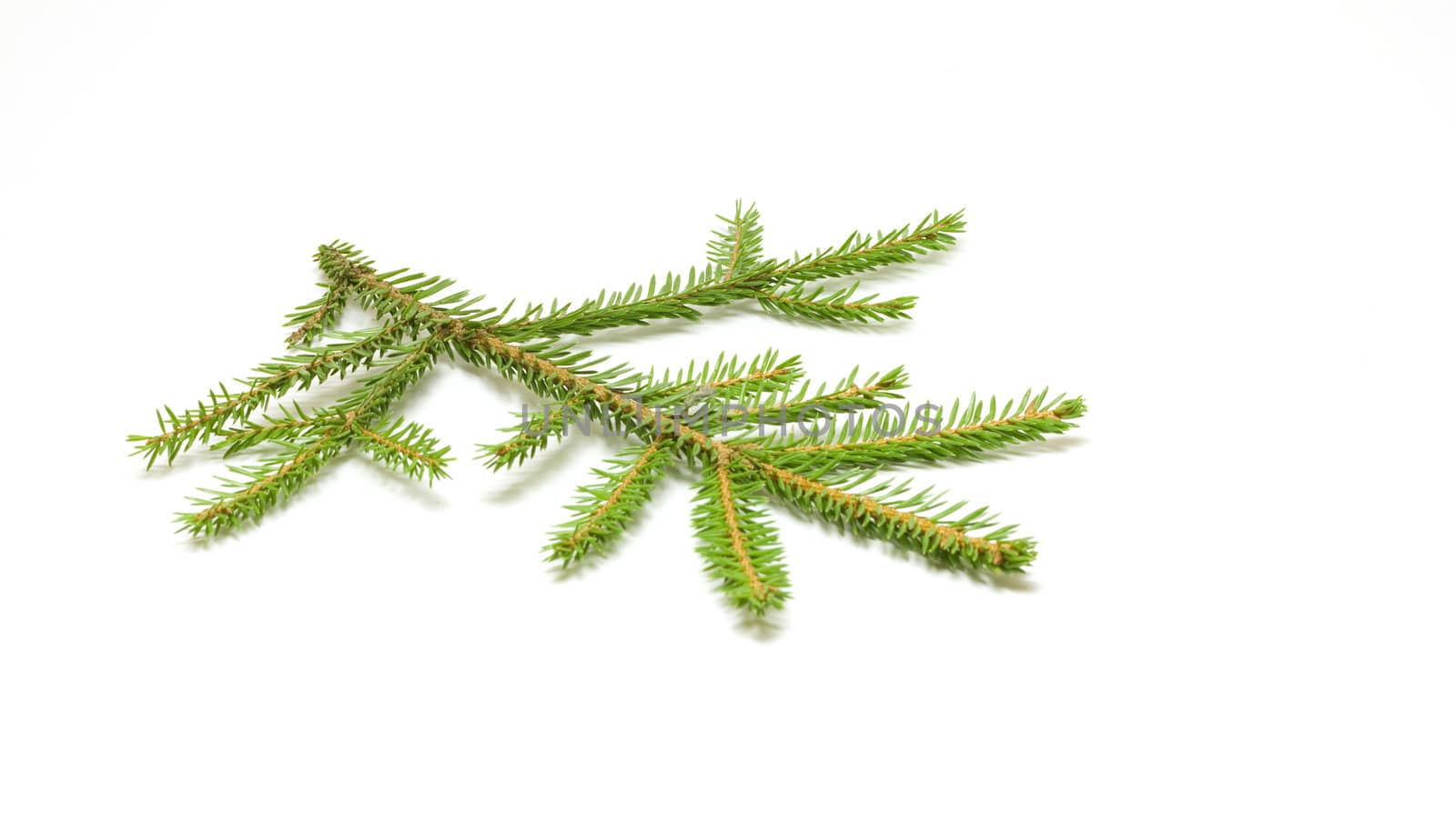 Green spruce branch on white background