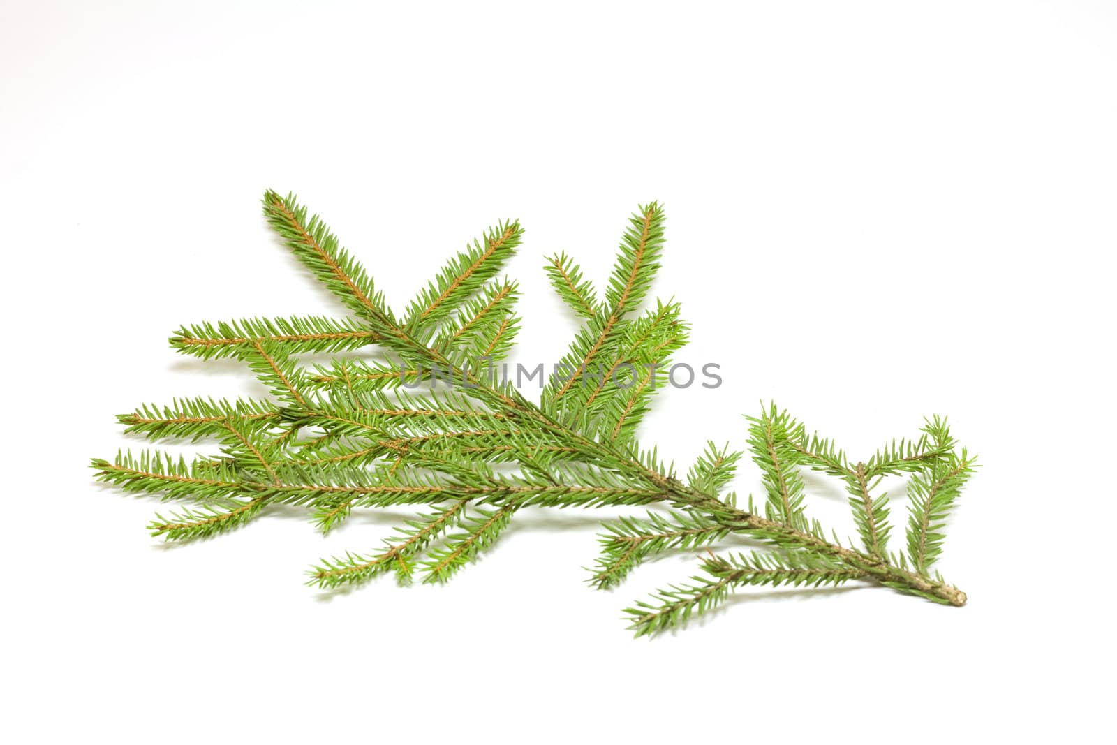 Green spruce branch on white background