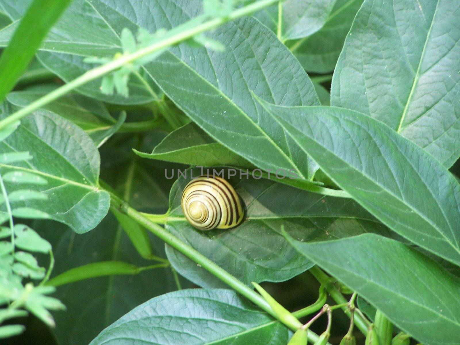 Close-up of a snail by hicster