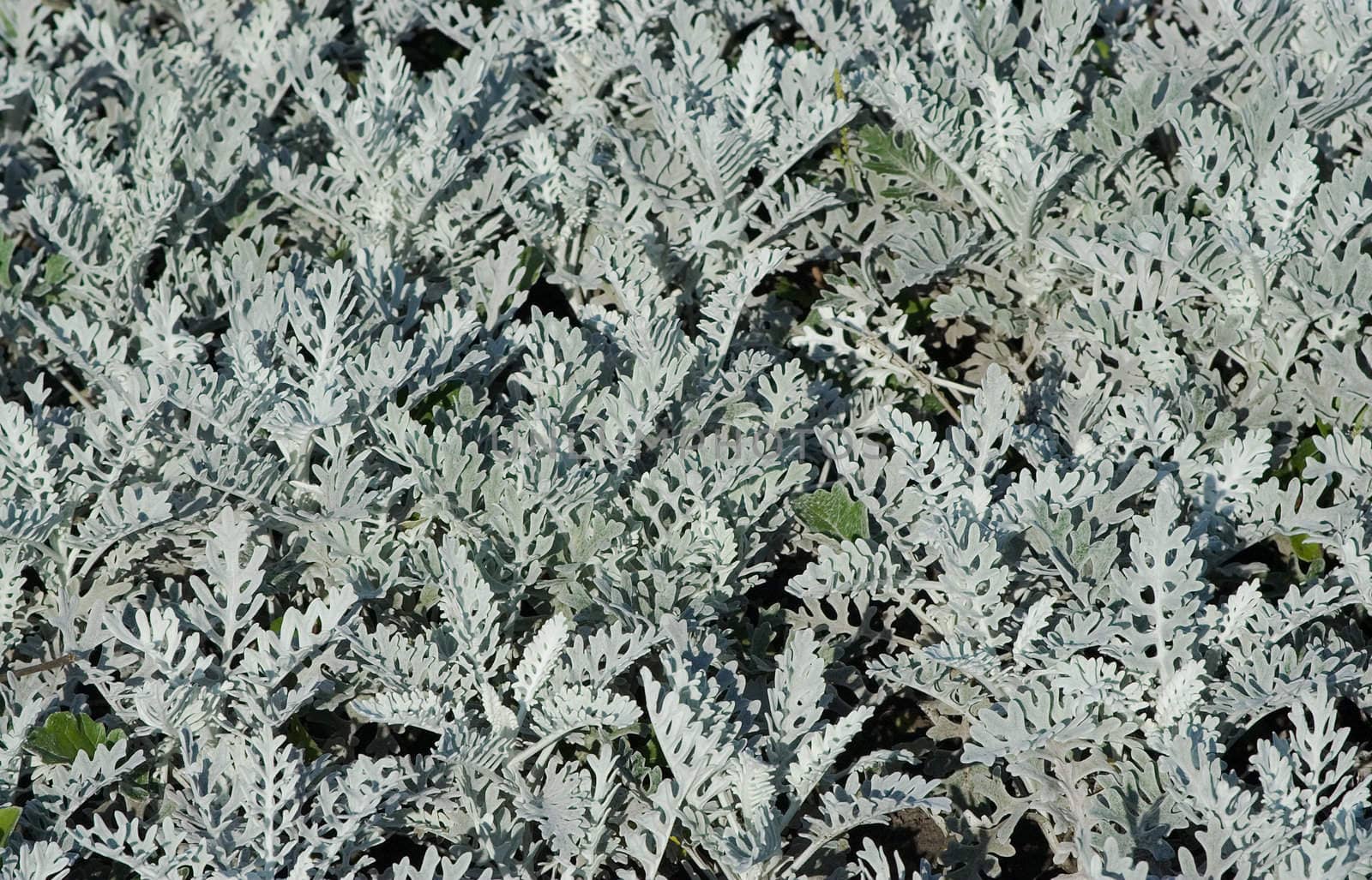 grey decorative plants by tsvgloom