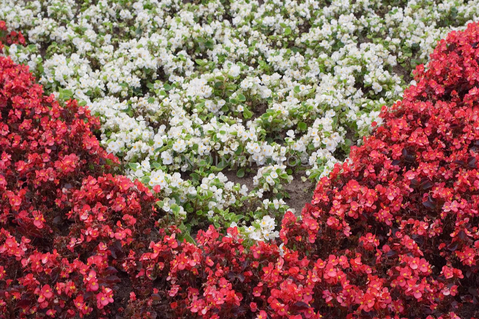 Small red and white flowers on a flowerbed arranged in a triangular pattern