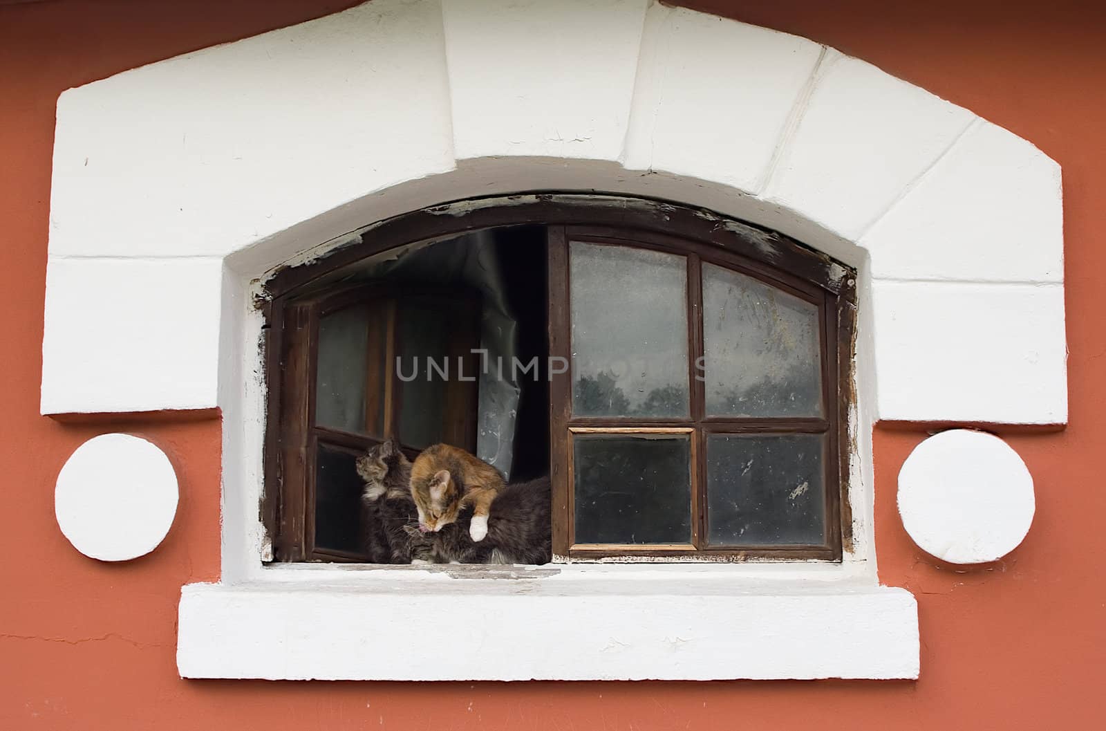 Cat with kittens in window of age-old house