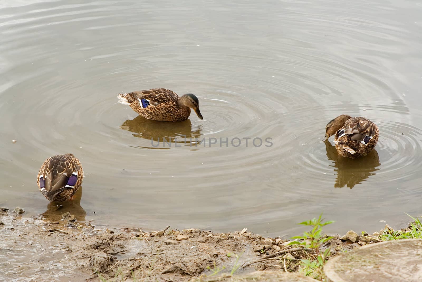 three wild duck on pond surfase near brink.
