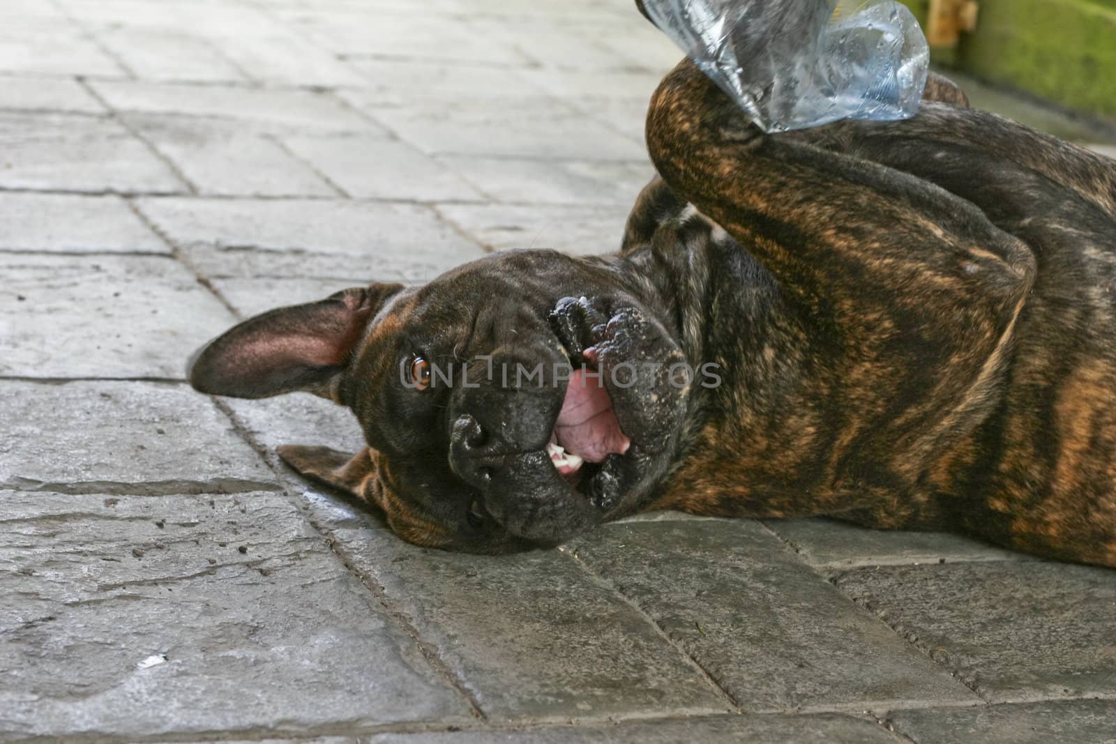 A playing bullmastiff.