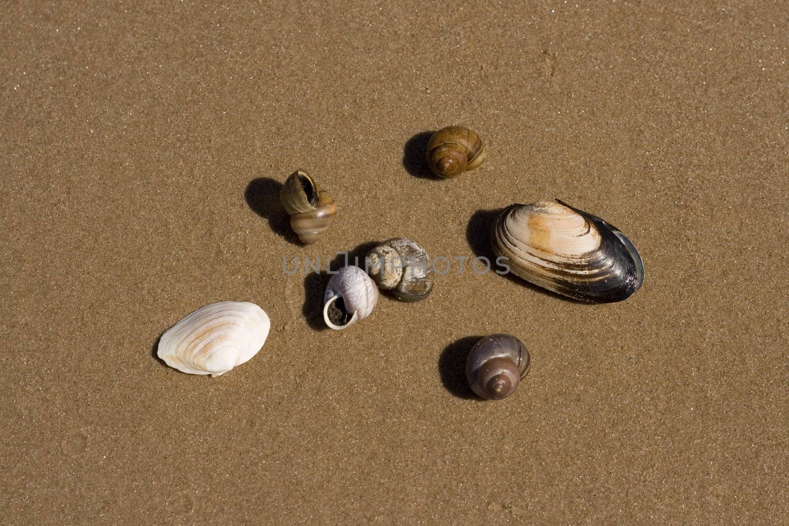 Sea shells on a wet sand