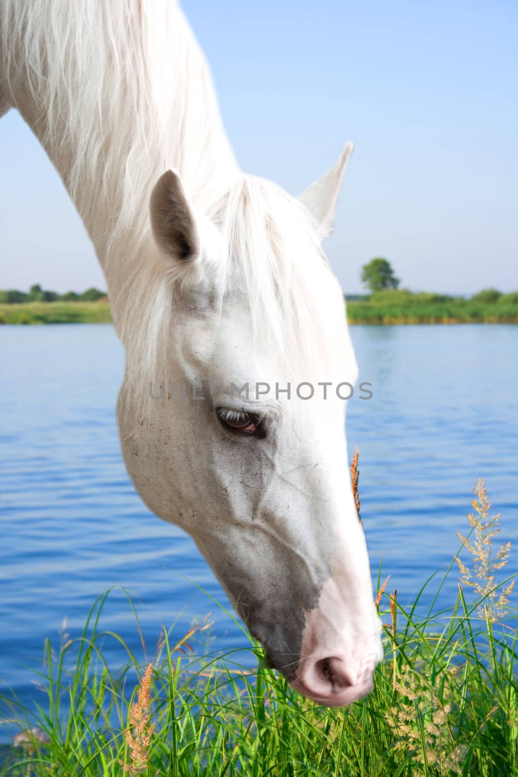 The white horse is grazed about blue lake