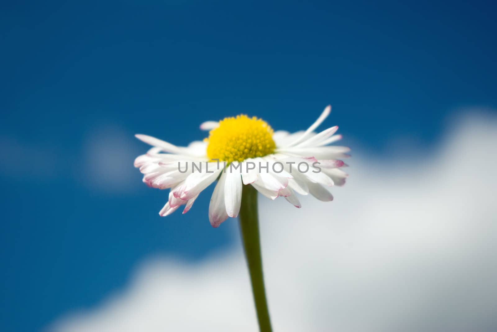 Camomile on a background  the blue sky with clouds