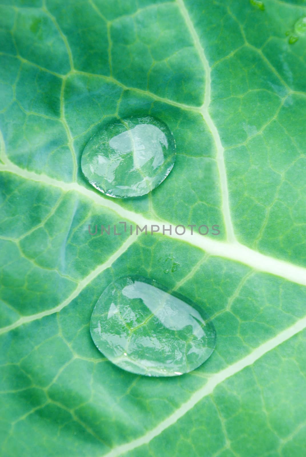 Green leaf texture with water drops on it close up