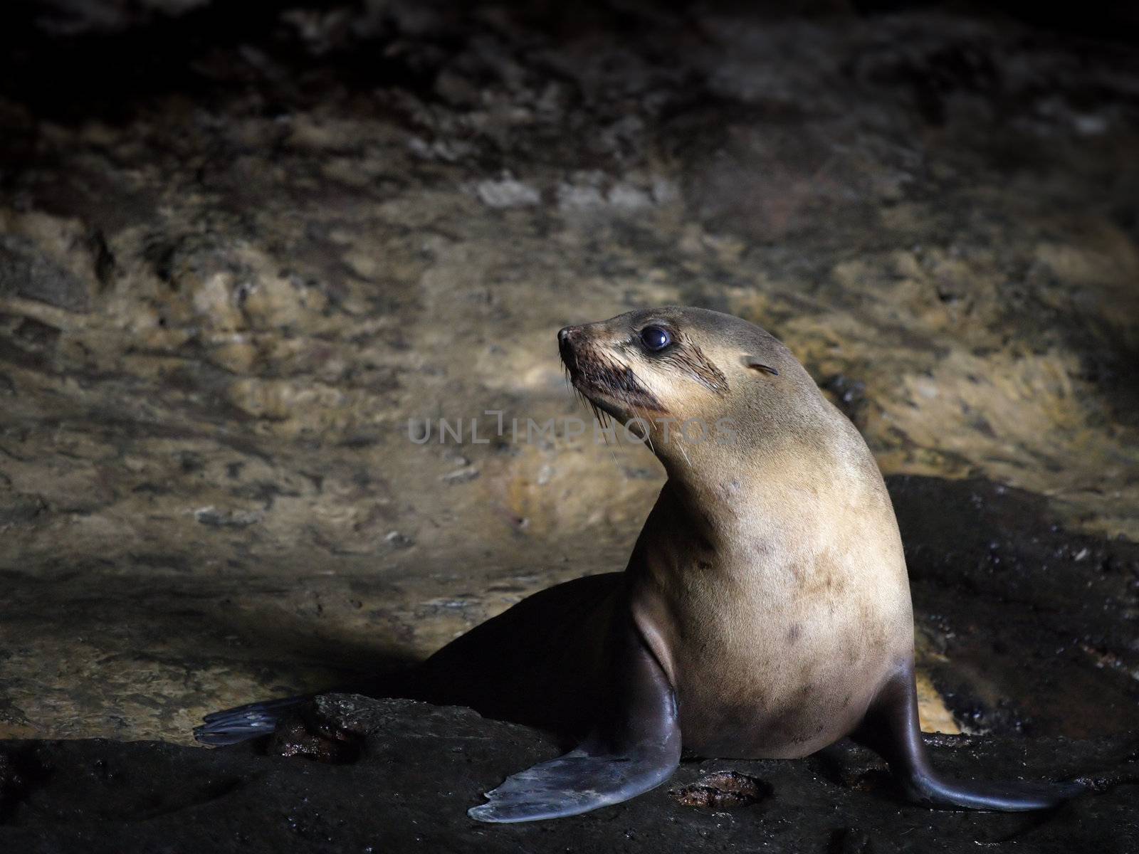 Seal waiting in a cave along the coast of southern Australia (along the Great Ocean Road).
