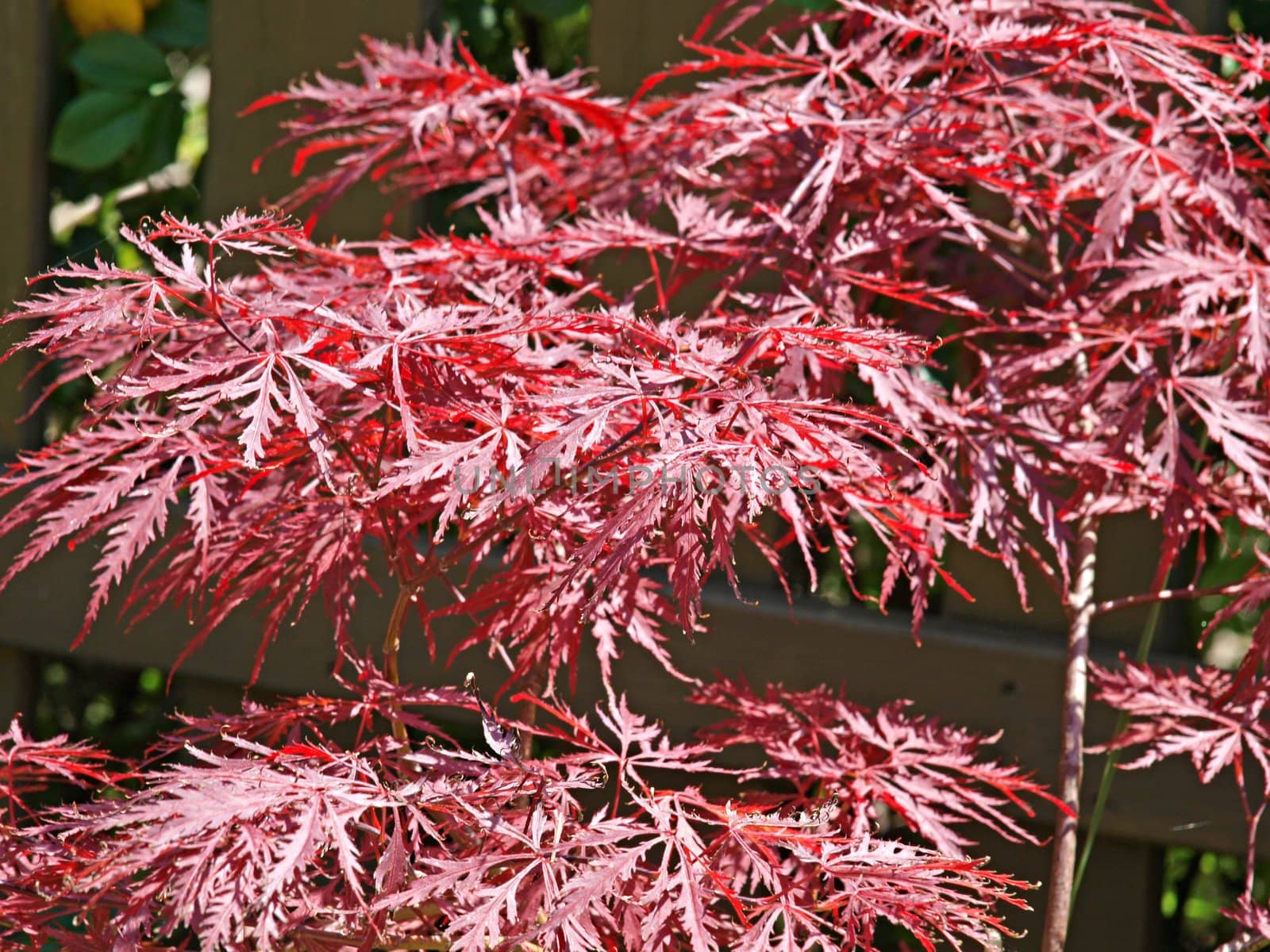 Red summer Japanese maple leaves 