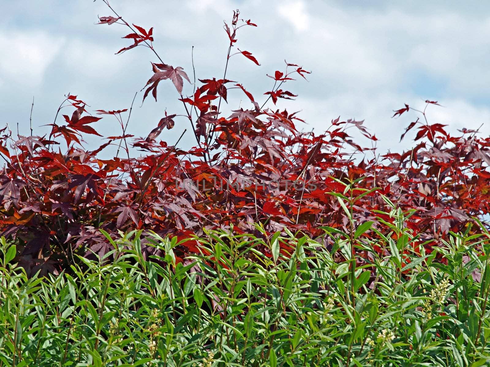 Lush bushes with green and red leaves background     