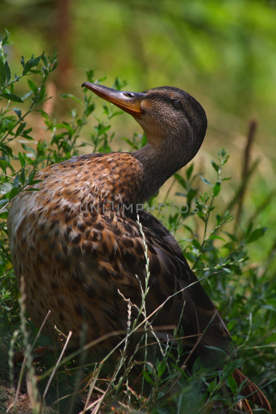 Close up of the sitting wild duck