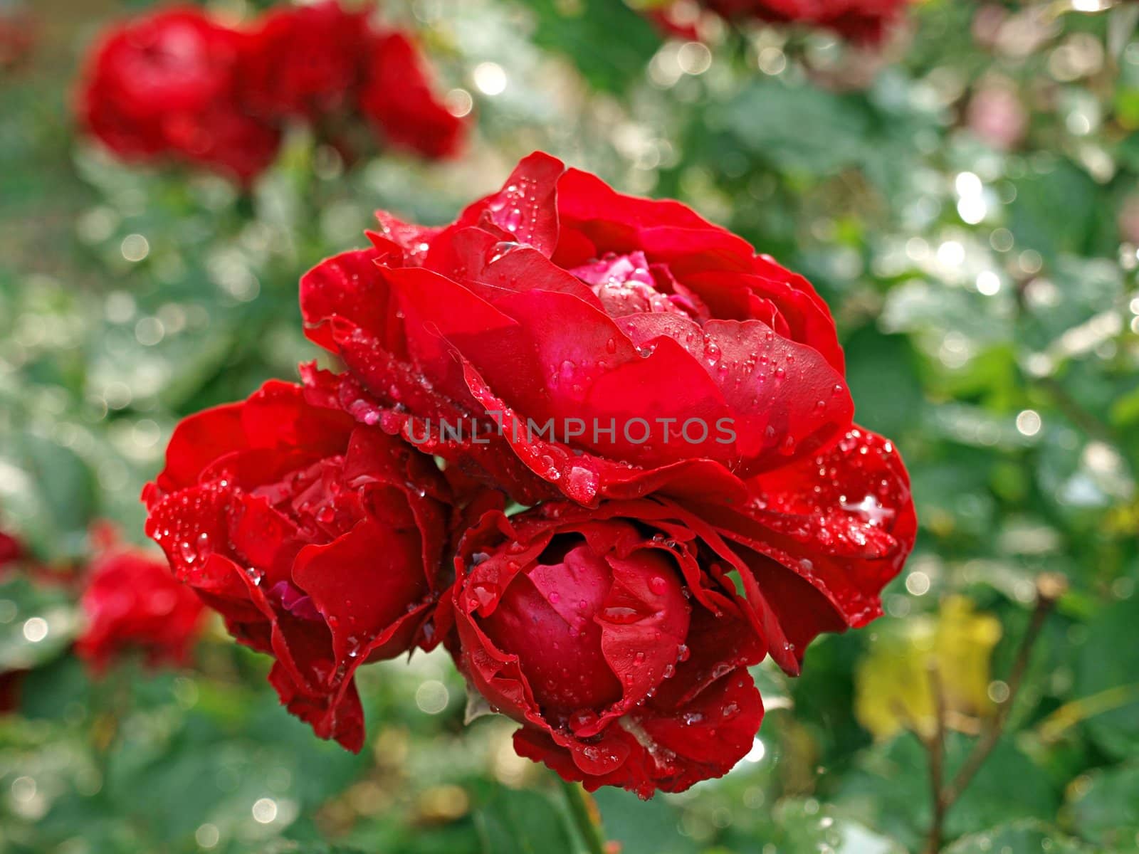 Blooming red rose with water droplets in close up 