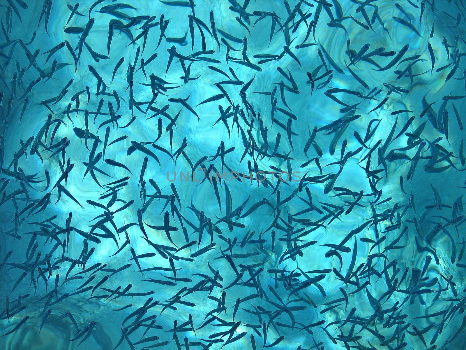 Group of tropical fishes underwater