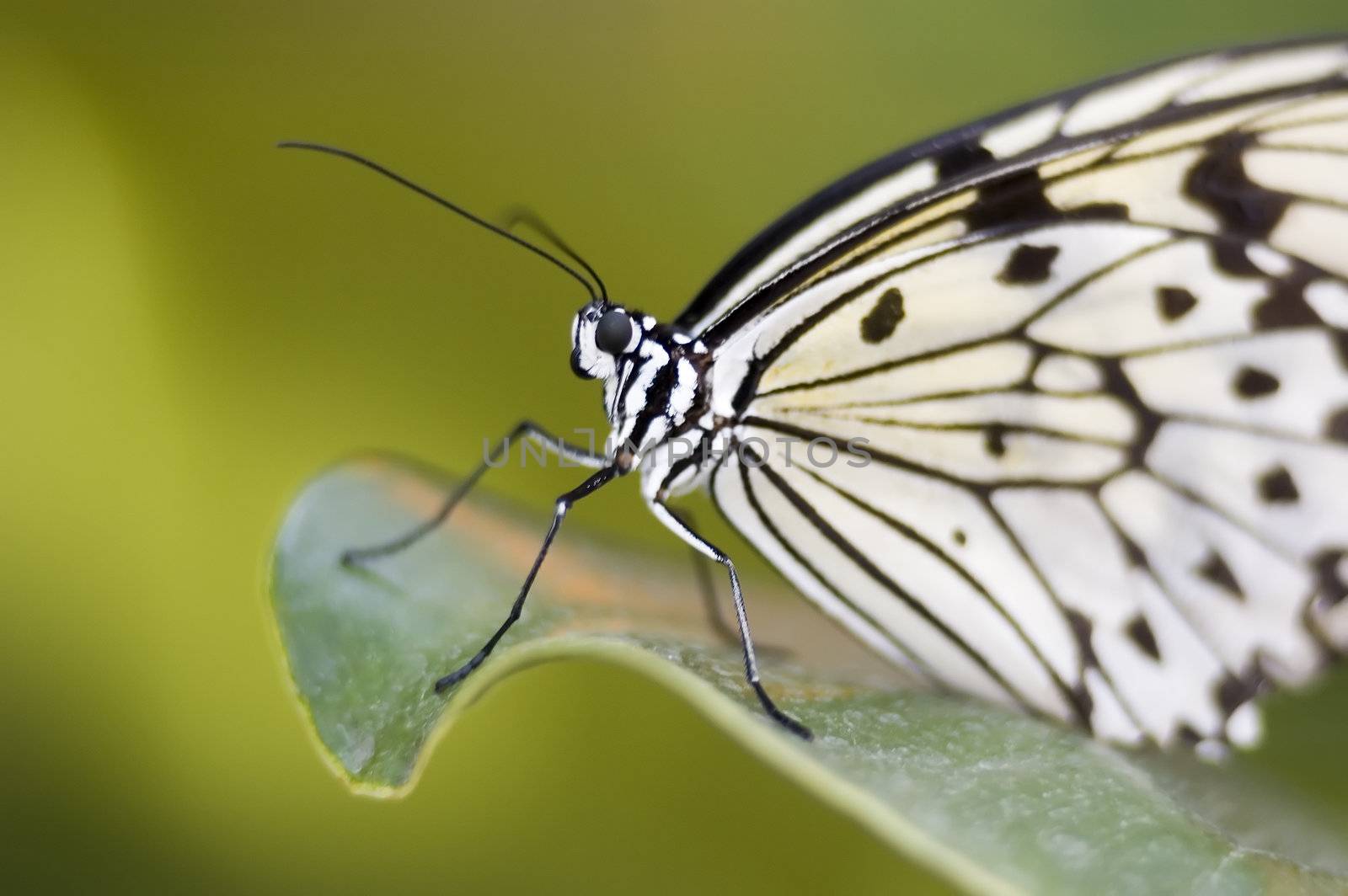 a butterfly eating nectar out of a flower