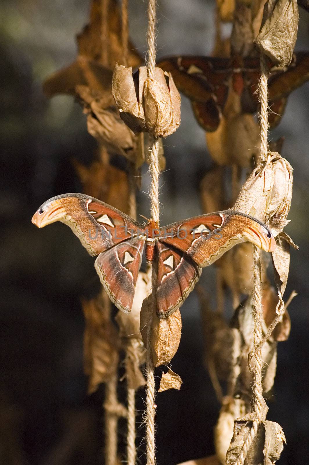 a butterfly eating nectar out of a flower