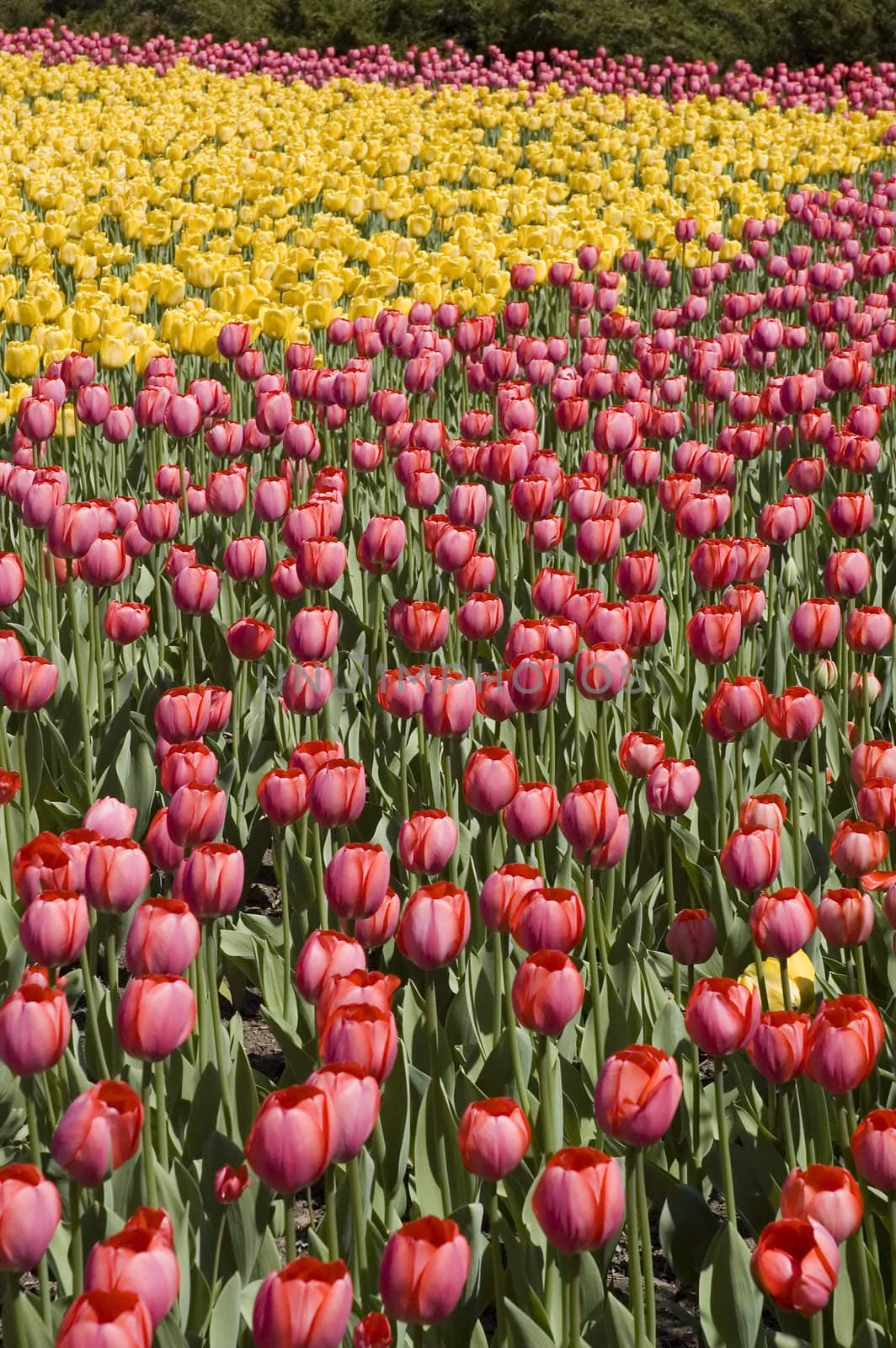 endless field of yellow and red tulips