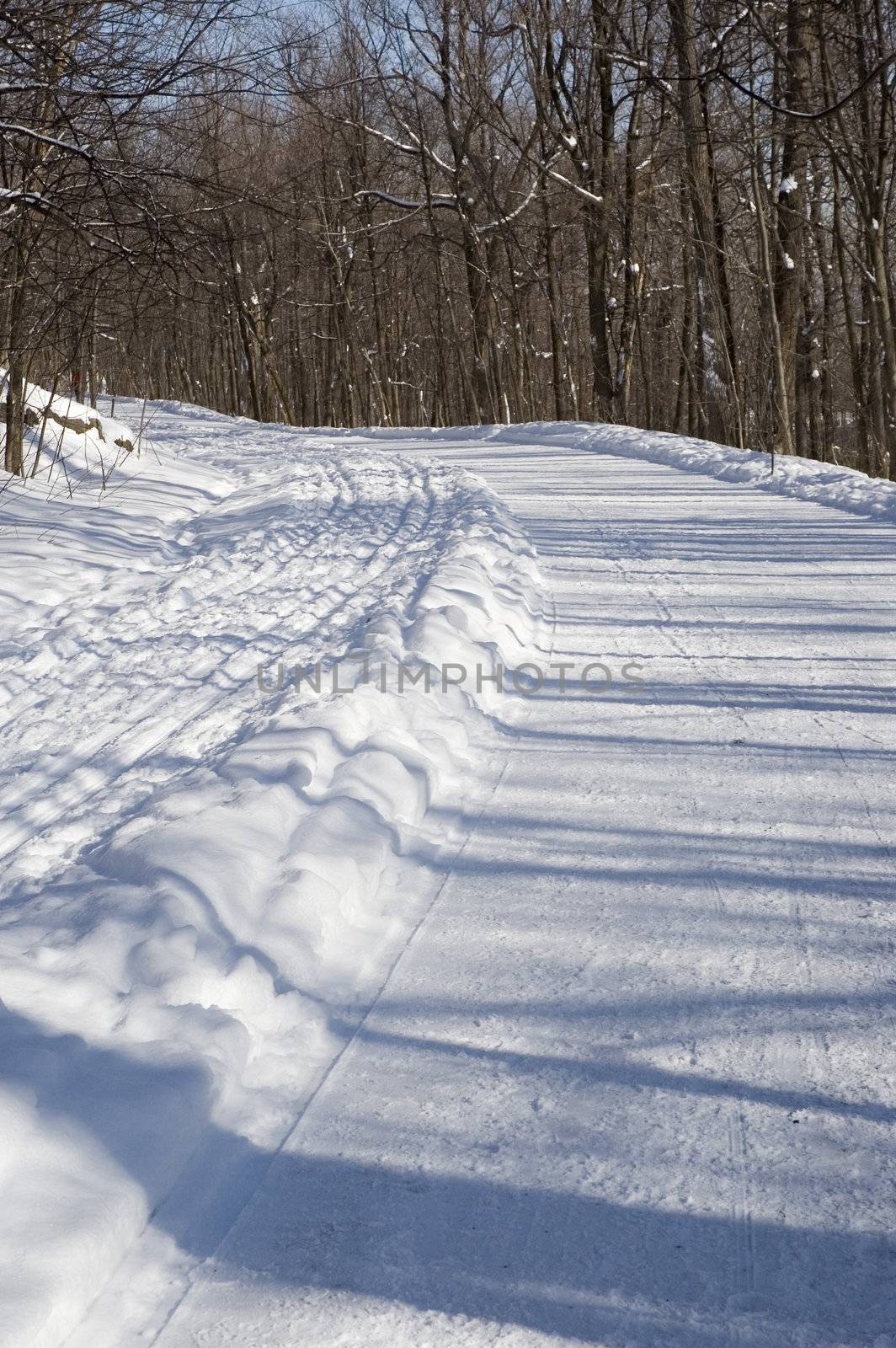 sunny winter landscape  with trees and trails