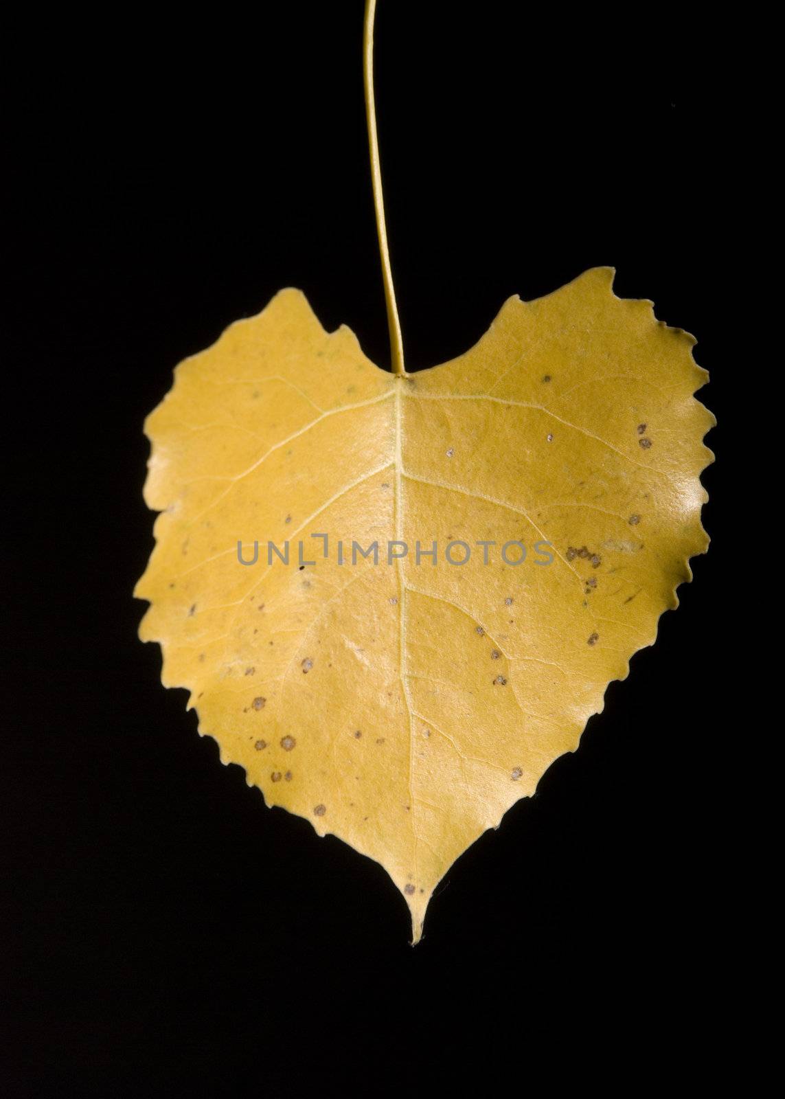Leaf by vladikpod