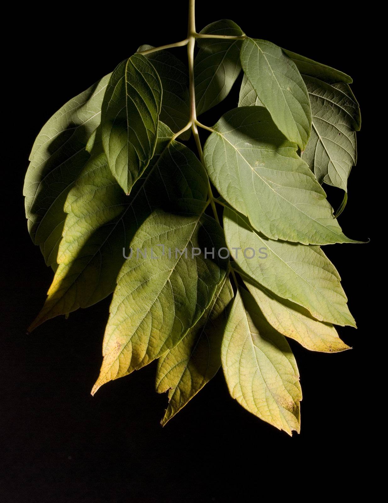 Colorfull fallen leaf on a black background