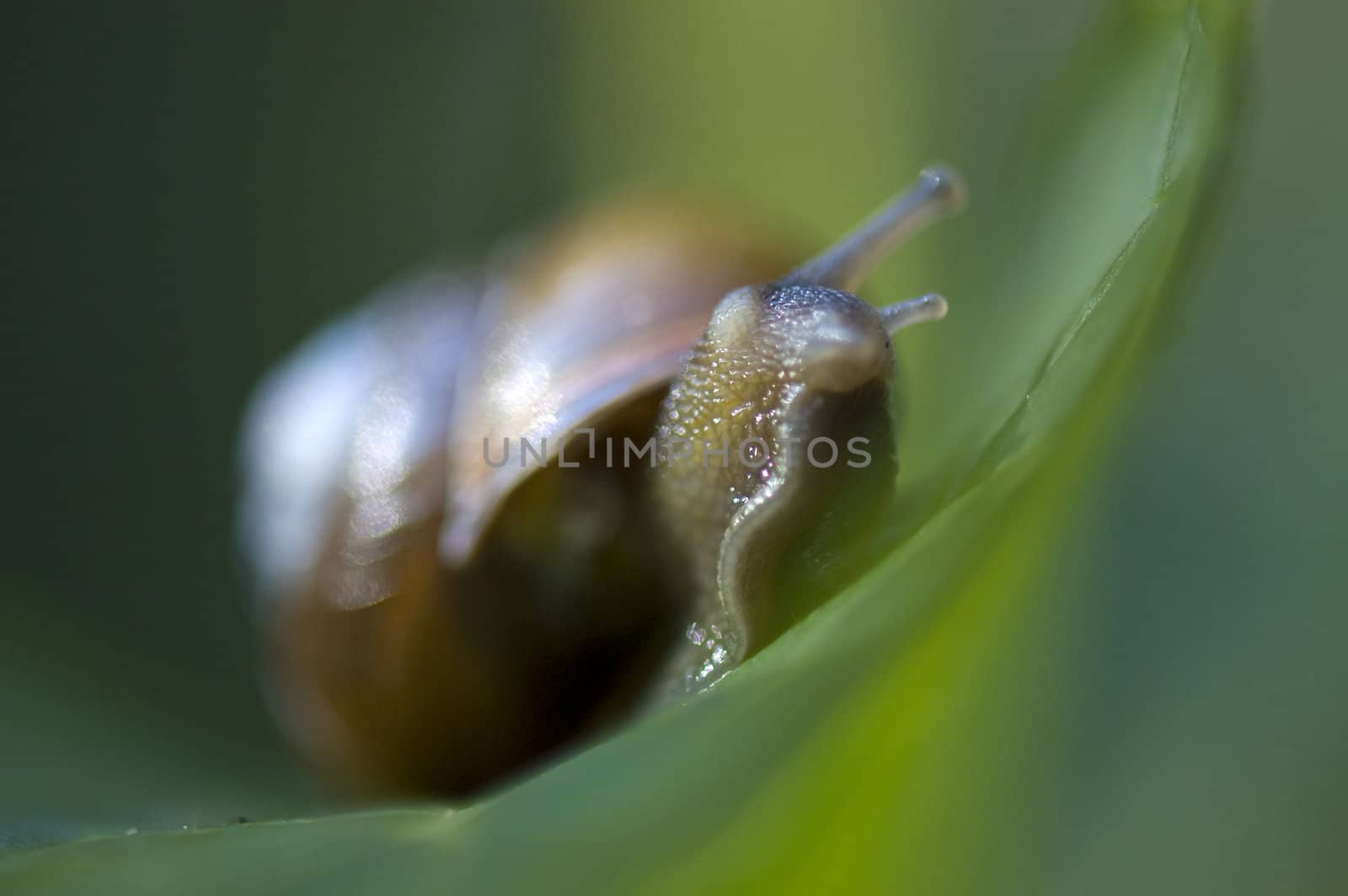macro of snail on leaf