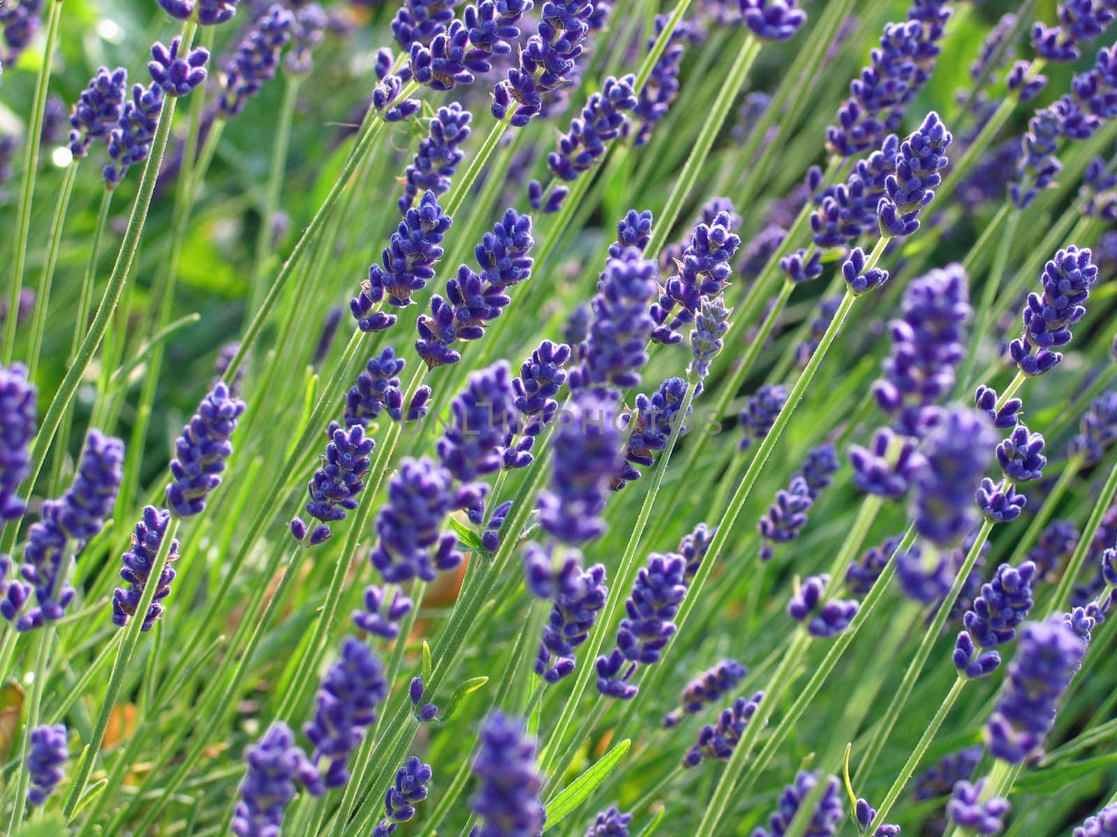 Lavender flowers in a field in France