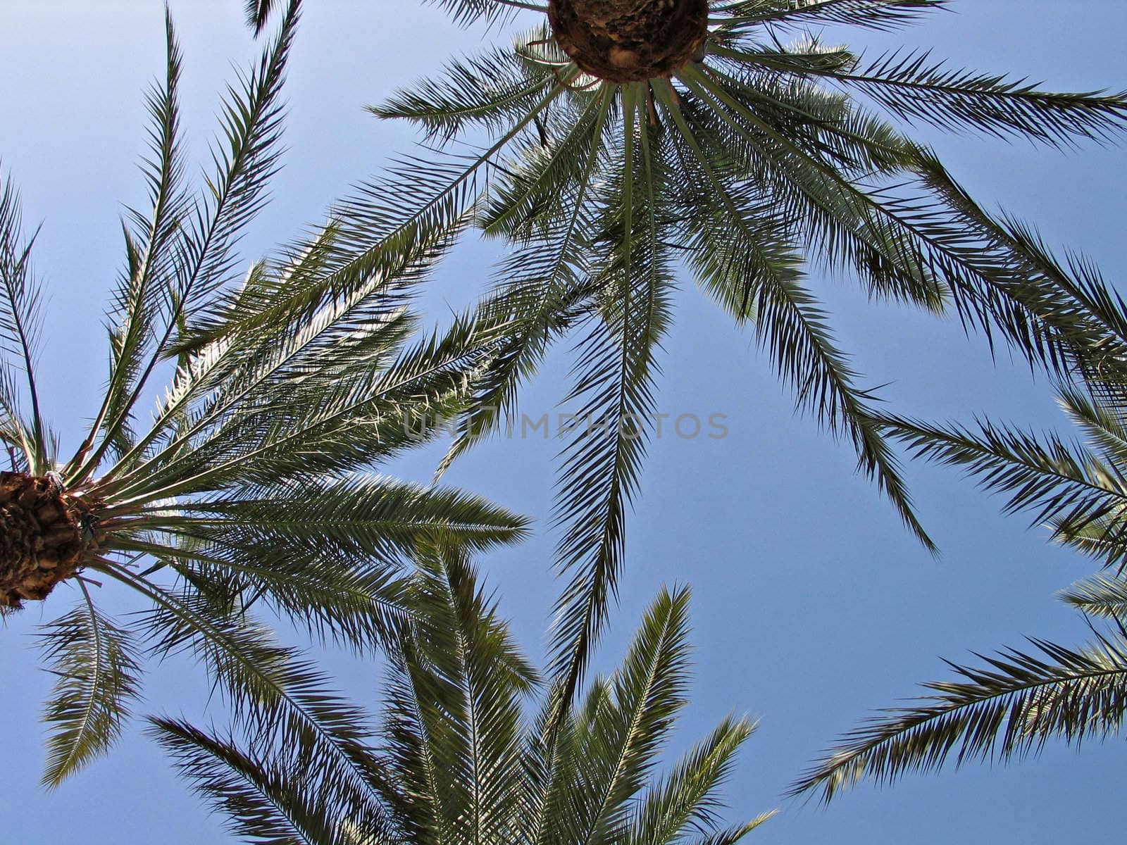 Palm trees in Eilat Israel