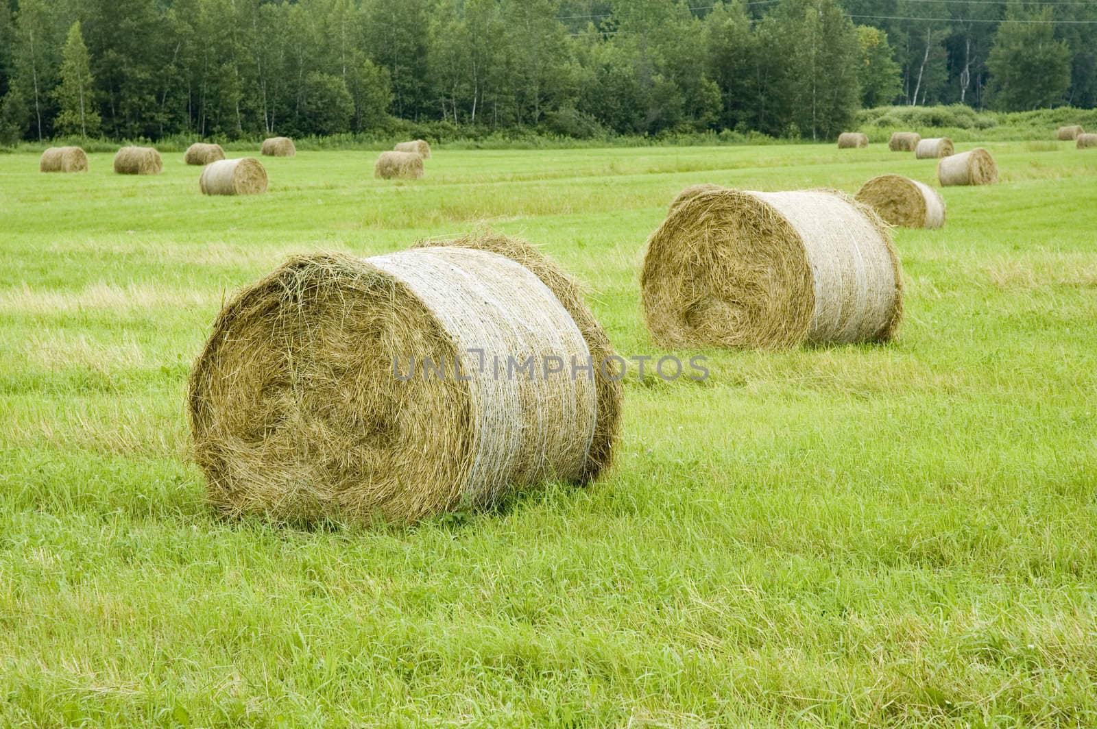 view of some balls of haystack in a field