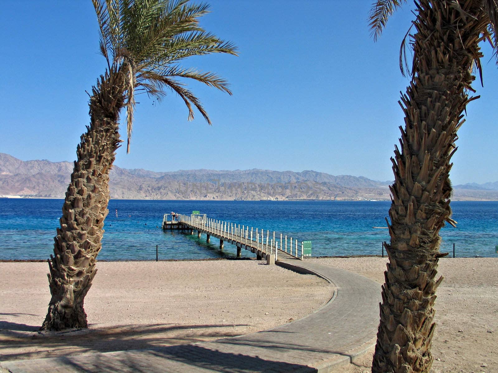 Tropical beach with palm trees and corals reefs in the Red Sea