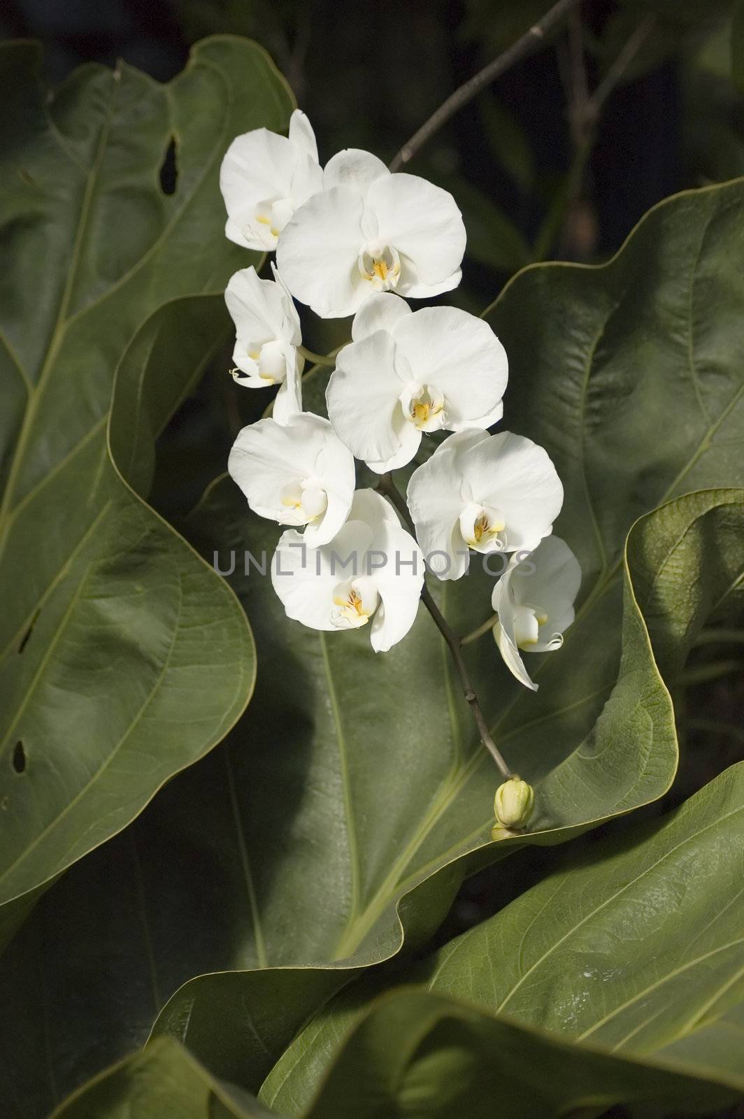 Some colorfull orchids growing in a green house