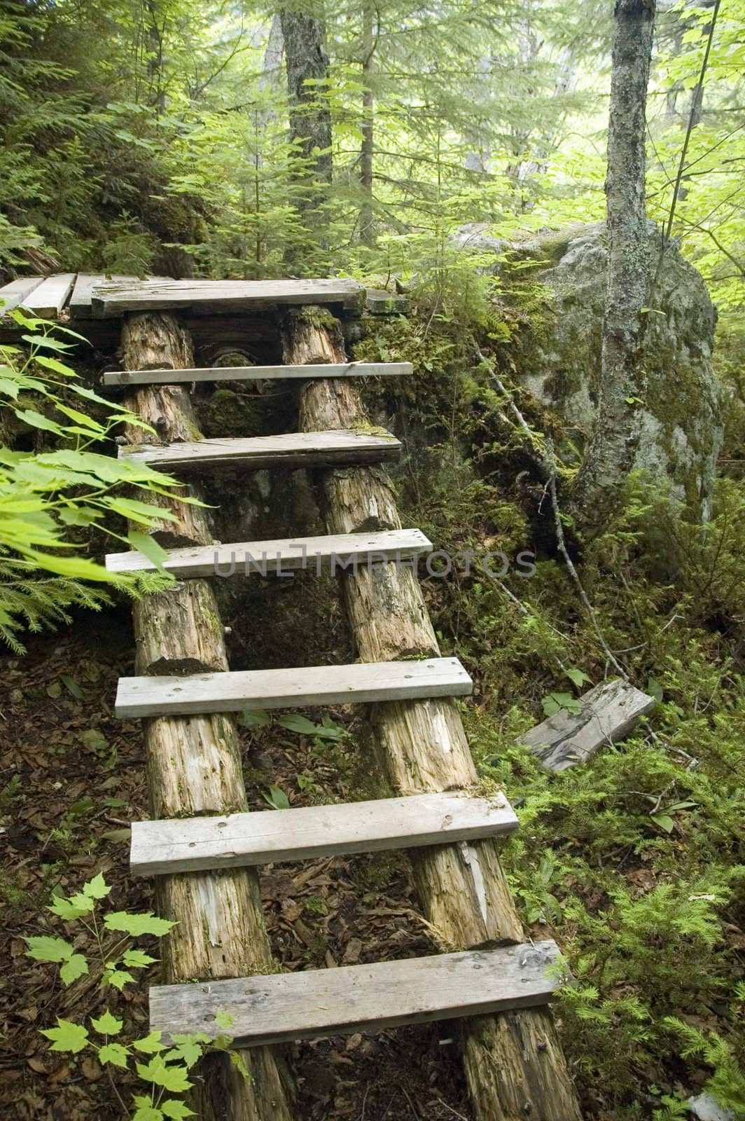 Wood stairs made to cross an accidented forest trail