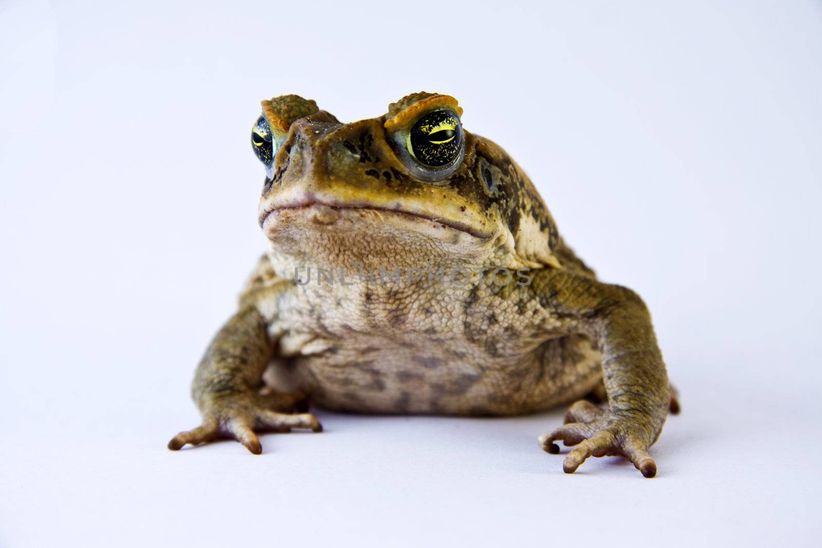 Cane toad (Bufos marinus) closeup and isolated over white