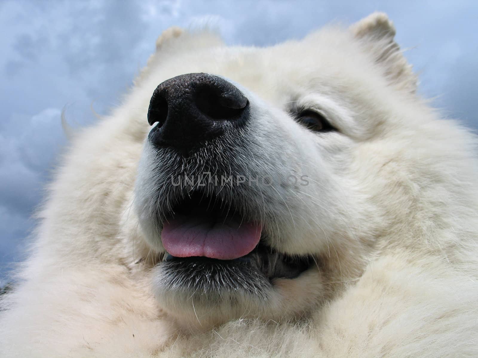 Samoyed dog in close up by Ronyzmbow