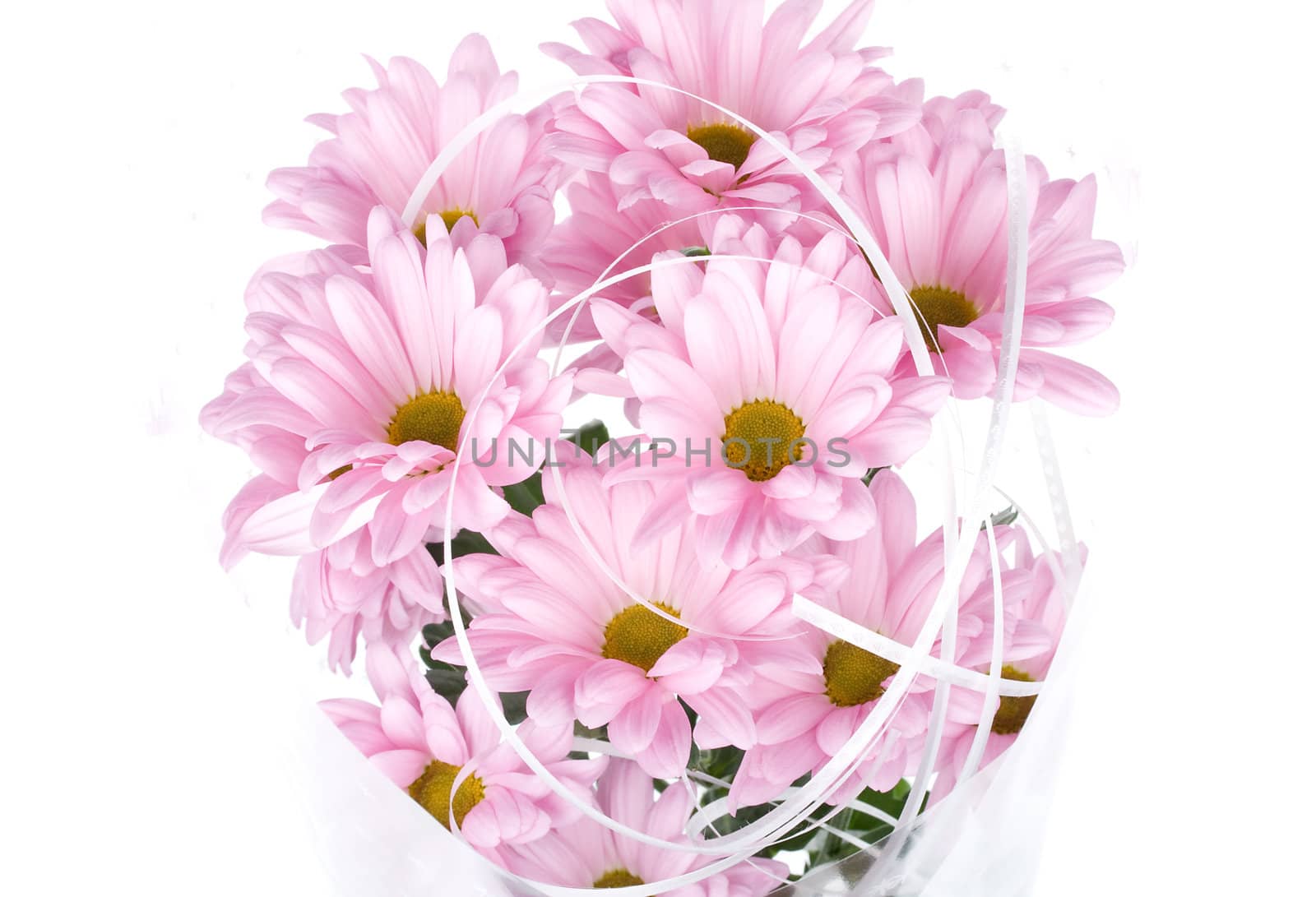 close-up pink chrysanthemum flowers bouquet, isolated on white