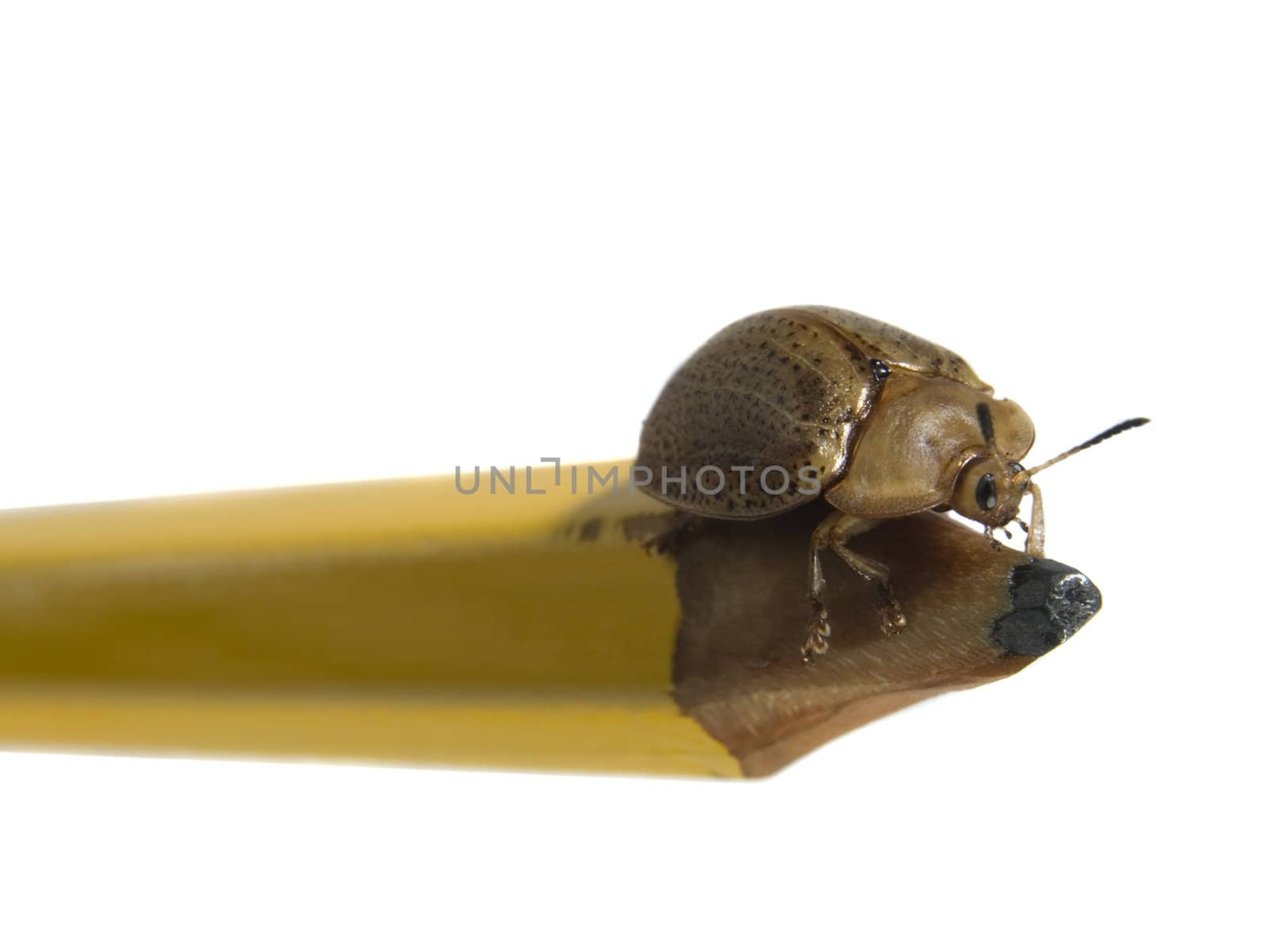 Bug on a pencil isolated on white.