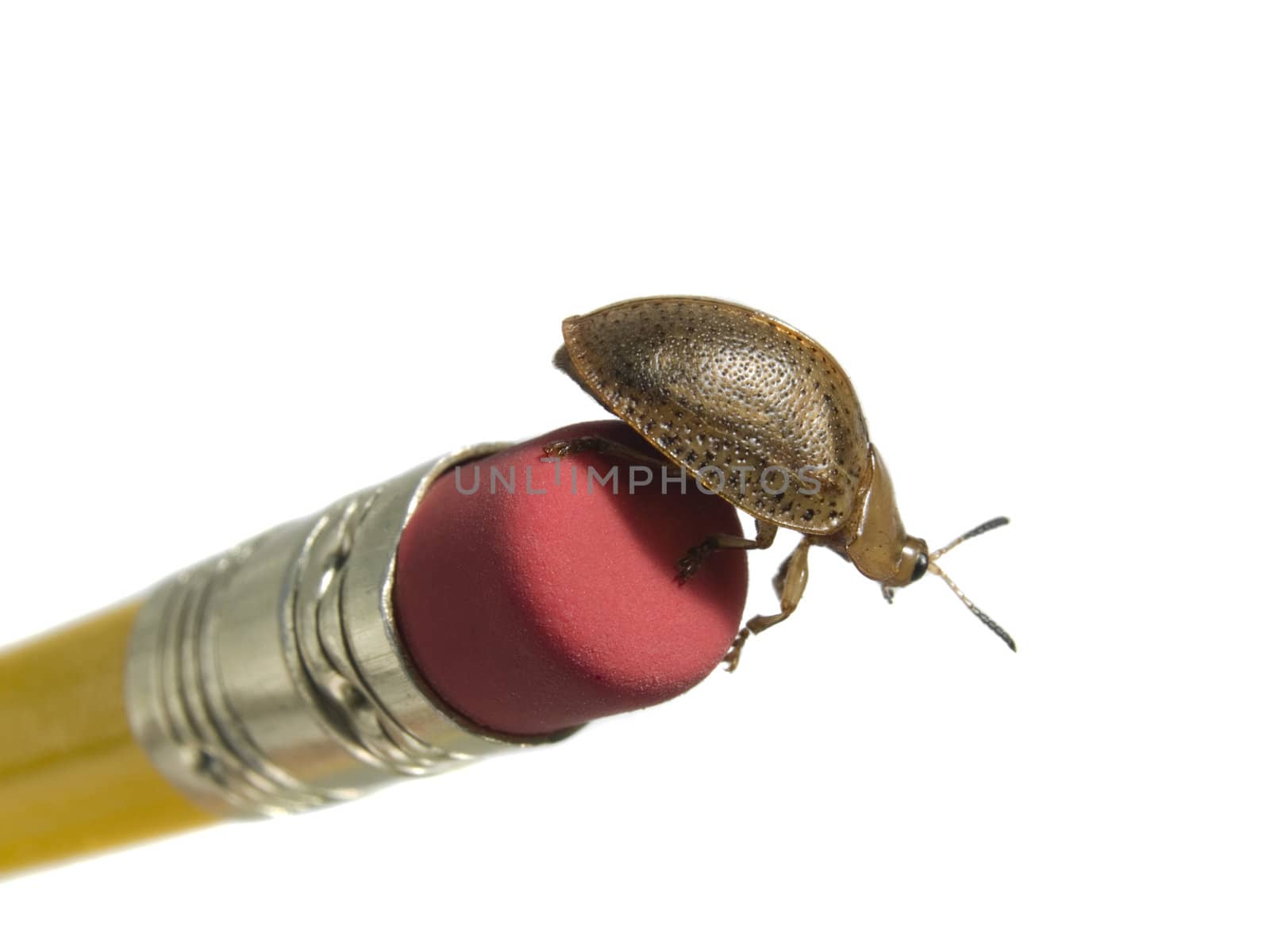 Bug on a pencil rubber isolated on white.