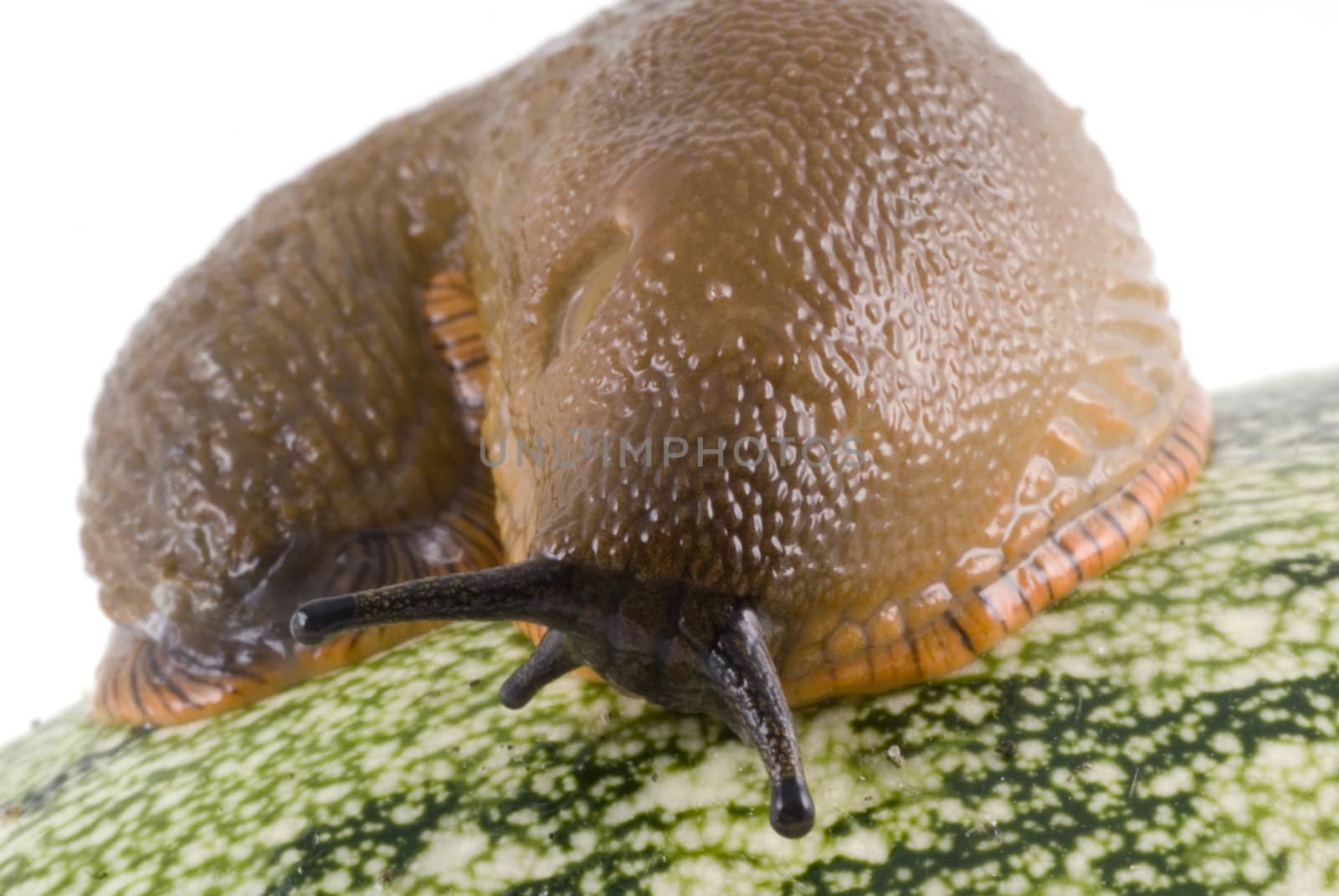 Snail on zucchini isolated on a white background.