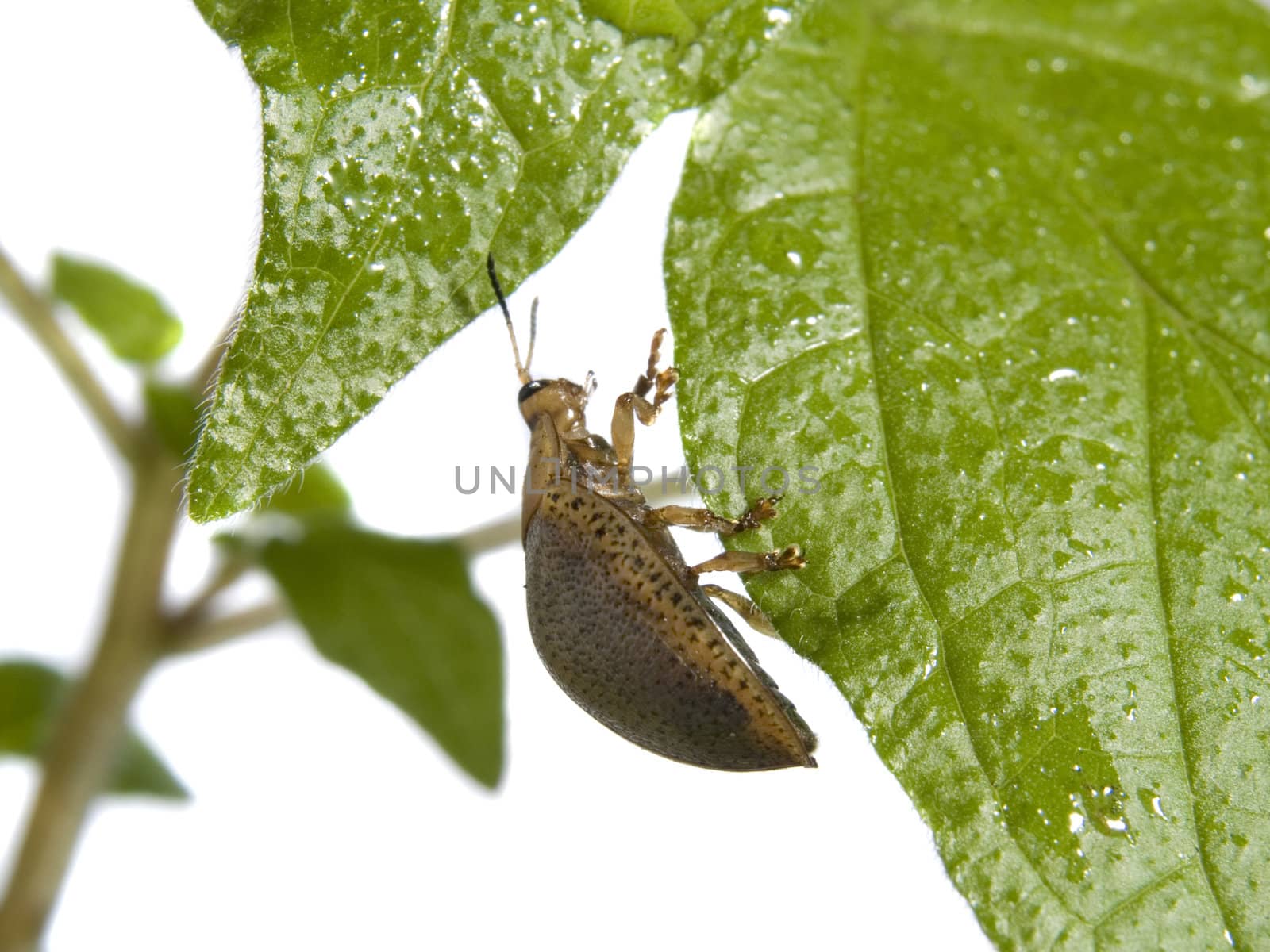 Bug on green leaf over white background.