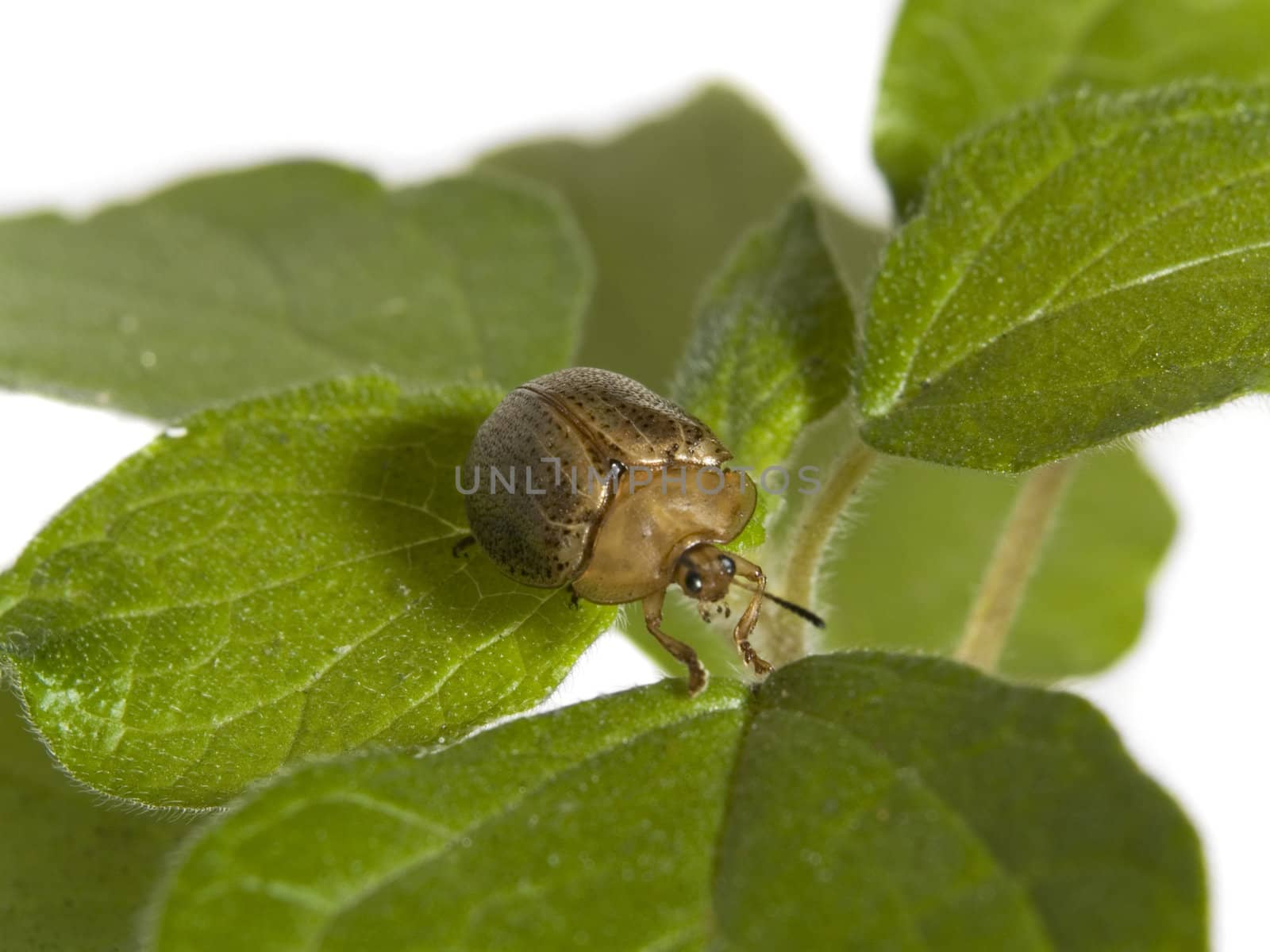 Bug on a plant by antonprado