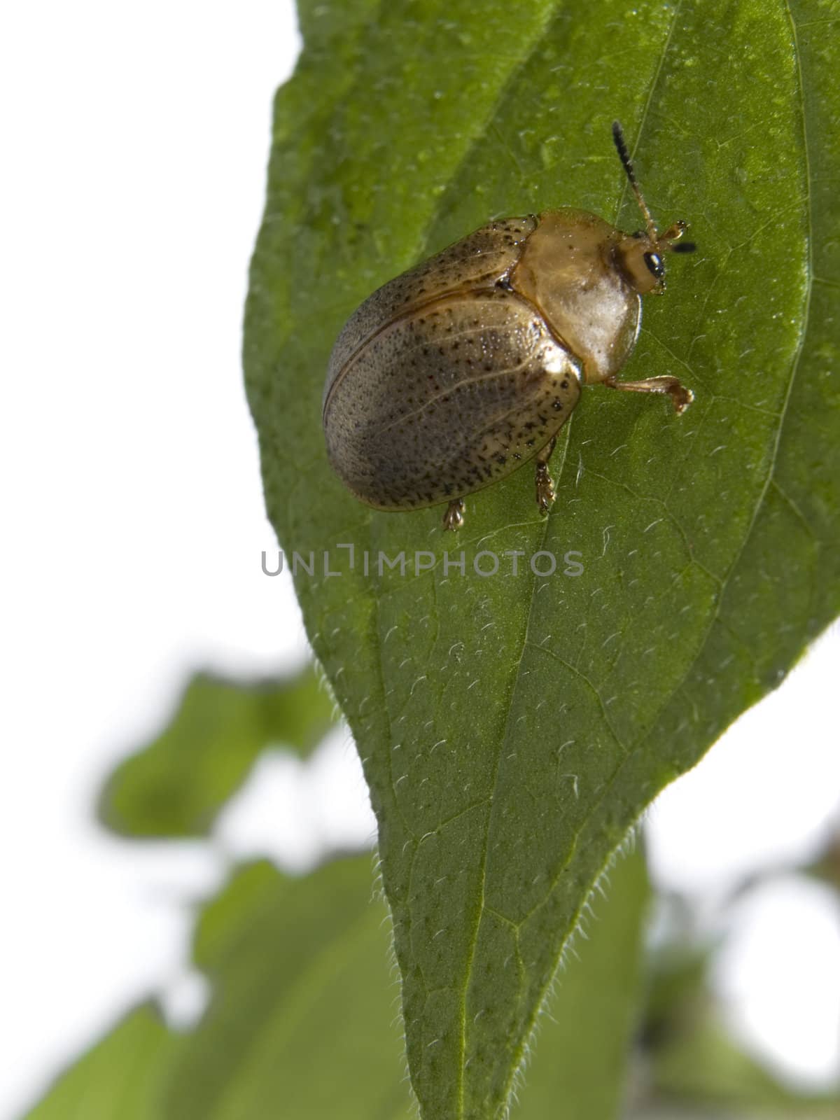 Bug on green leaf over white background.
