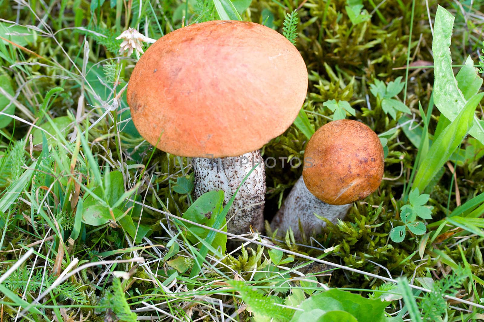 close-up two orange-cup boletuses in forest