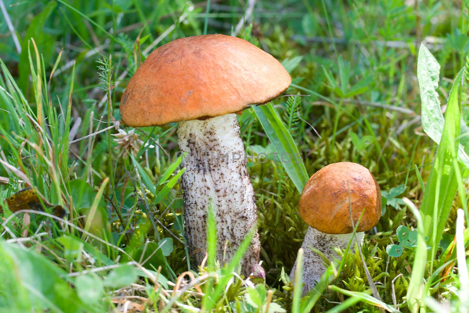 close-up two orange-cup mushrooms in forest