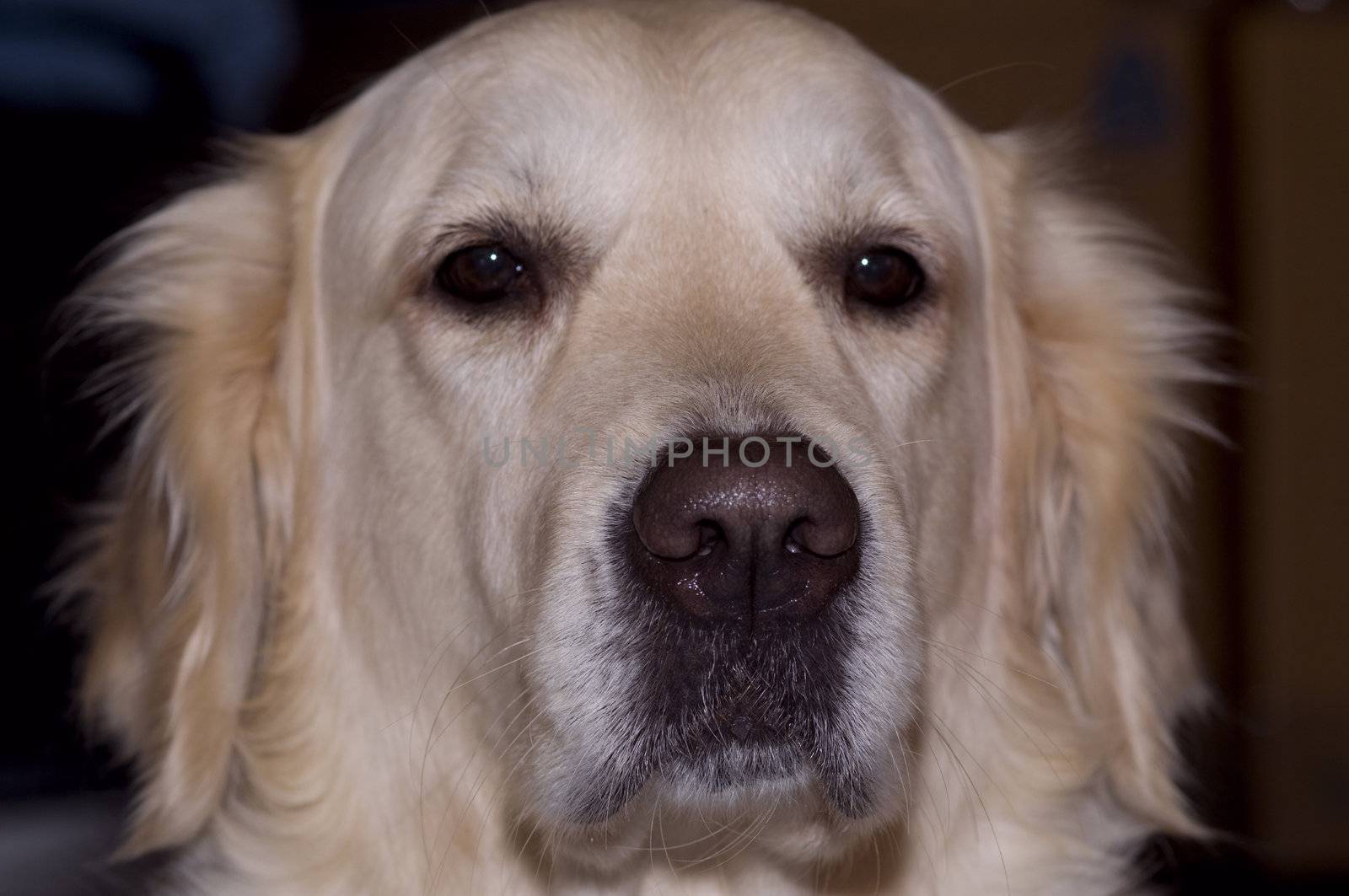 close-up on an adorable and serious looking golden retriever