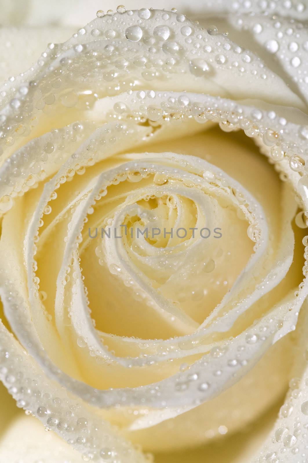 macro on a beautiful perfect whitish rose