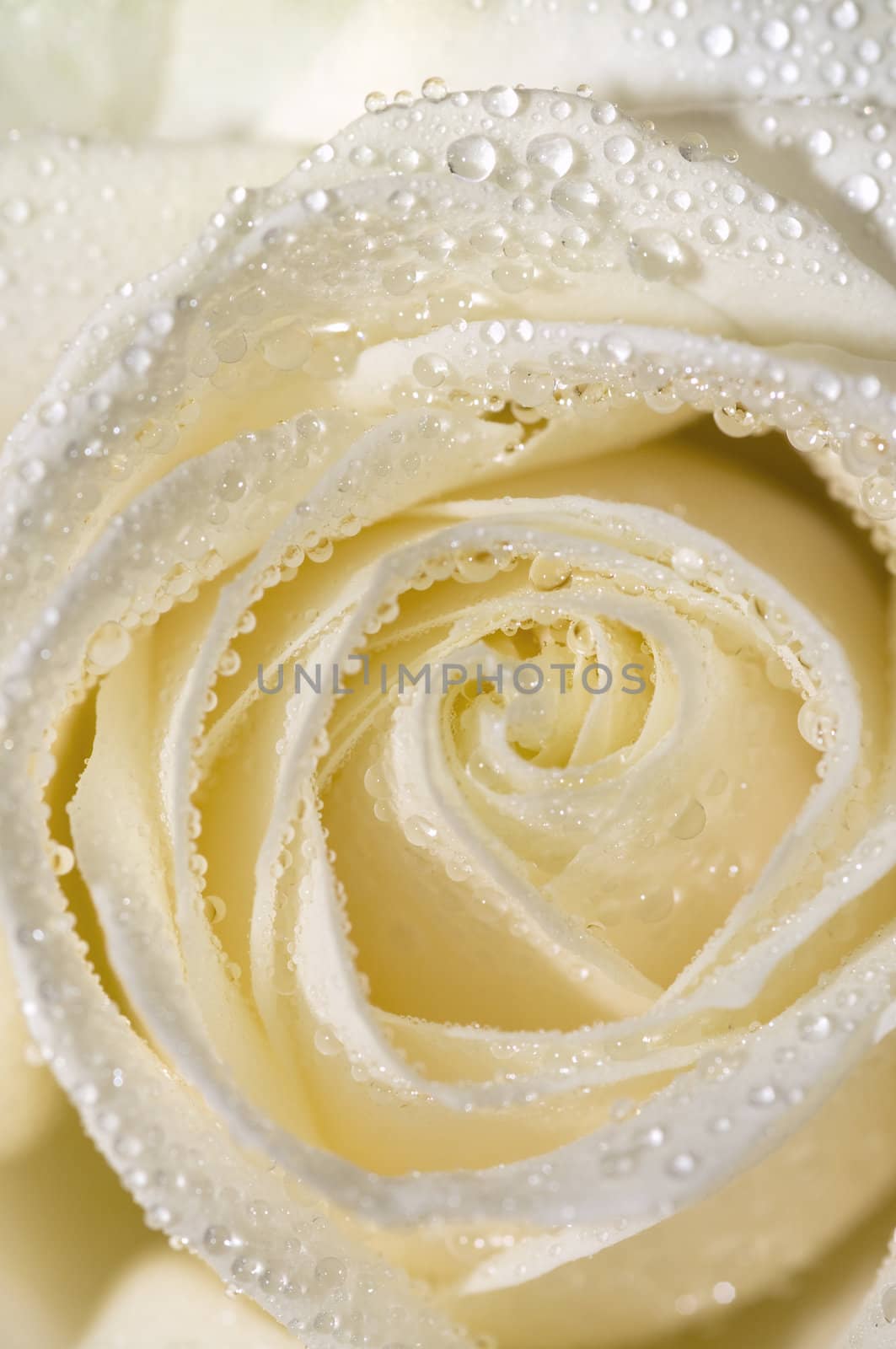macro on a beautiful perfect whitish rose