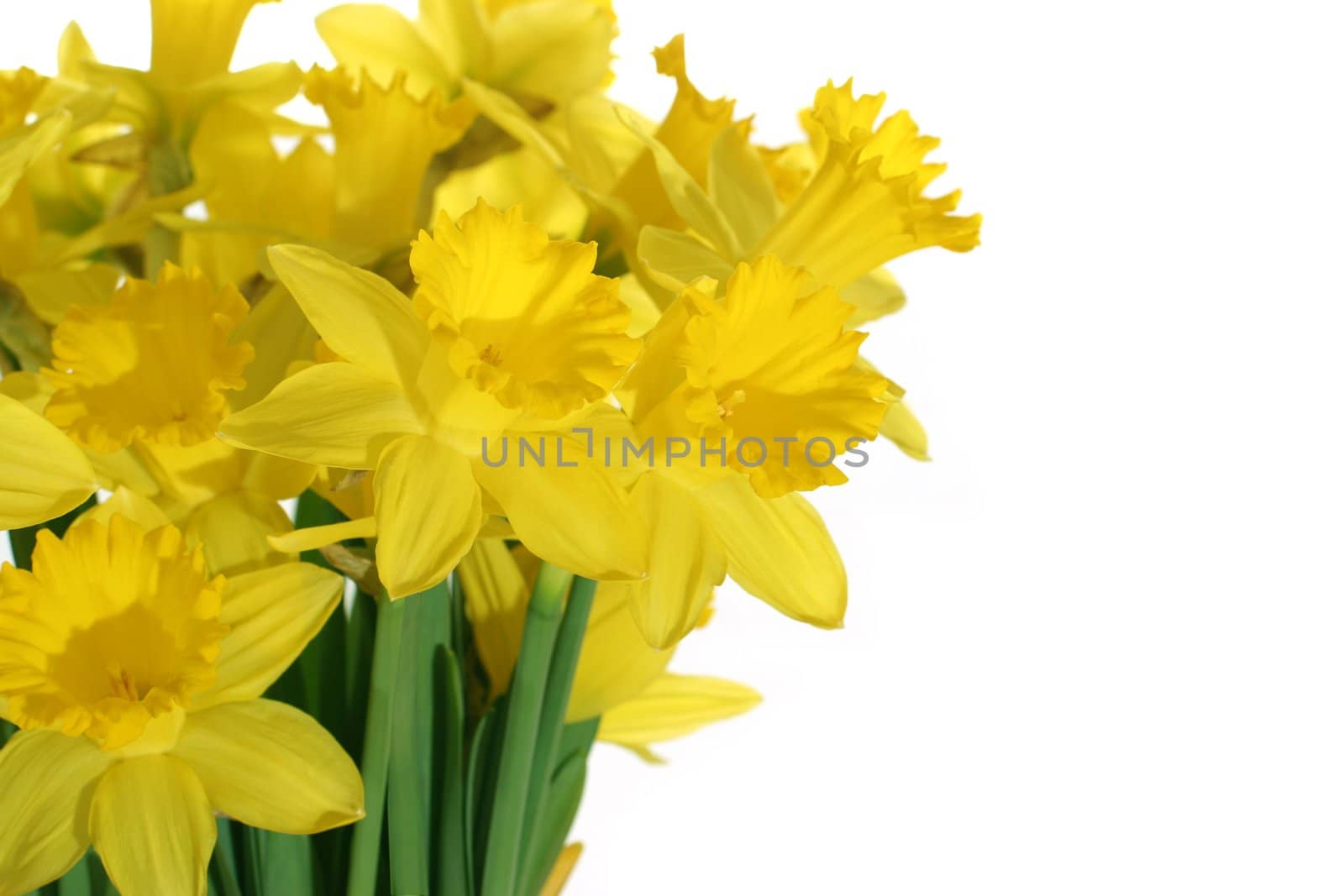 Daffodils bouqet isolated on white background