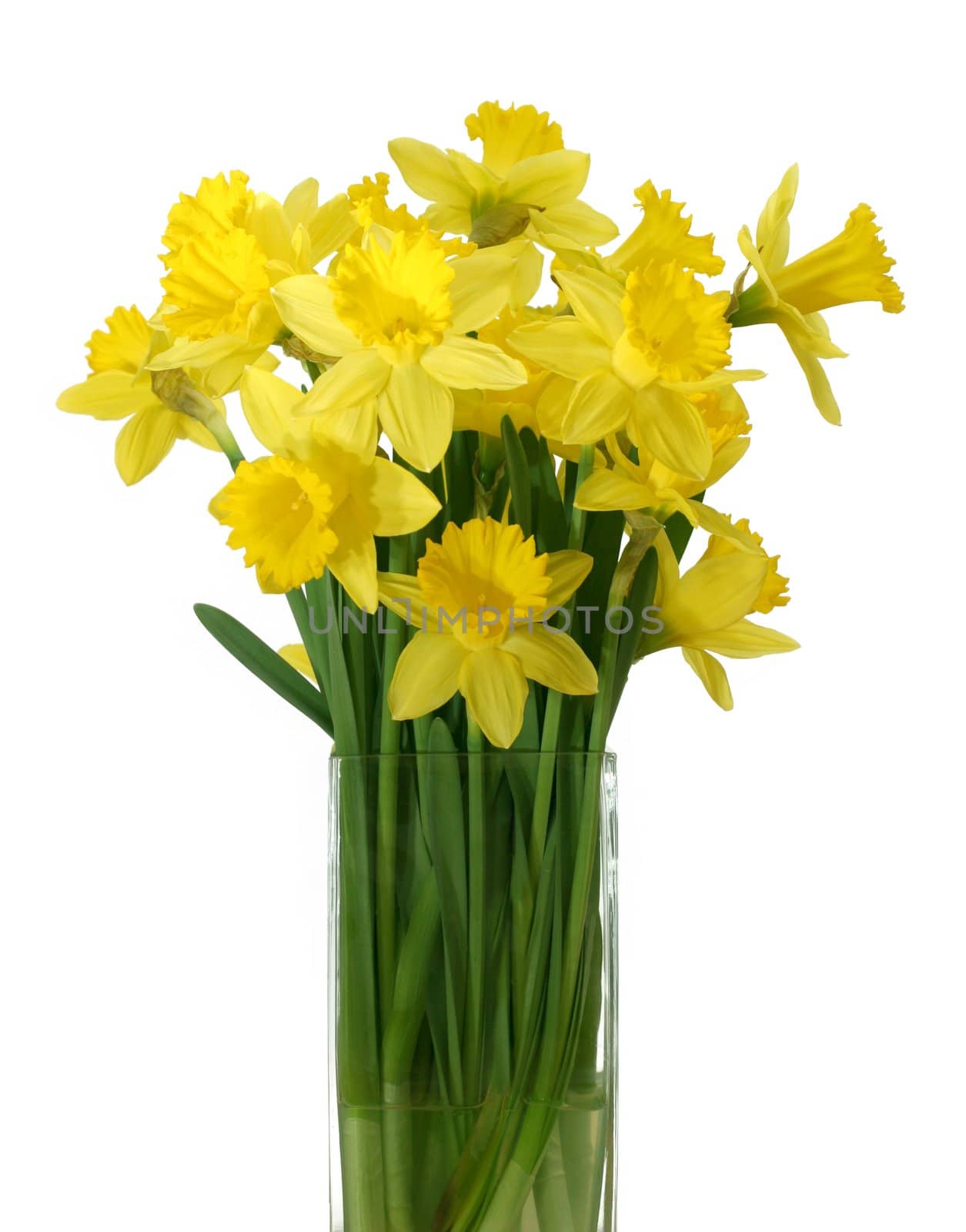 Beautyful daffodil bouquet in a vase isolated on a white background