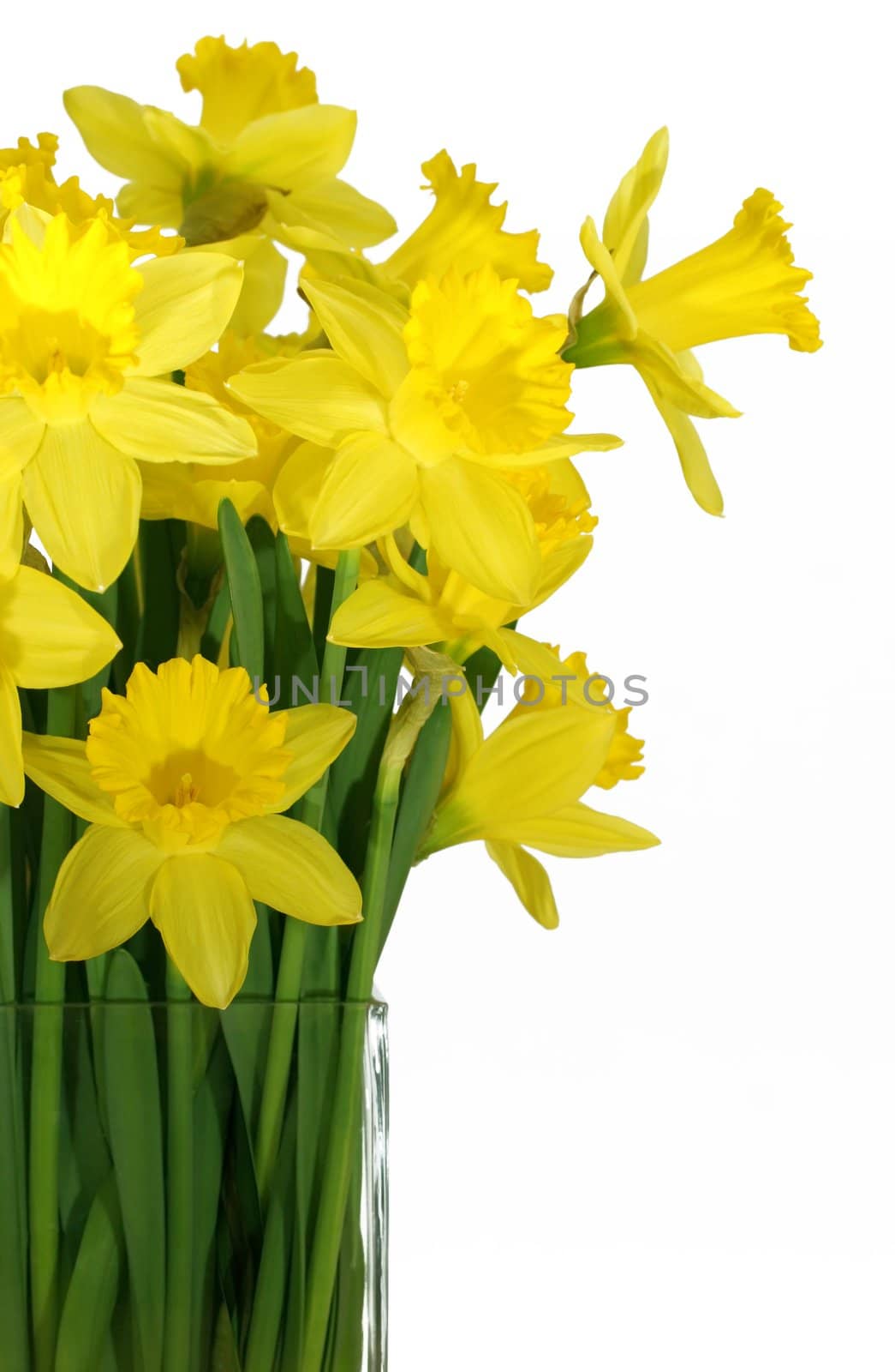 Daffodils in a square glass vase by klikk