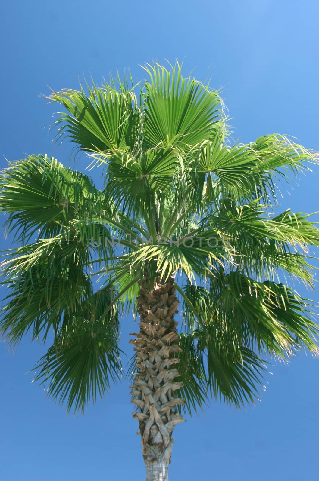 palmtree against a clear blue sky